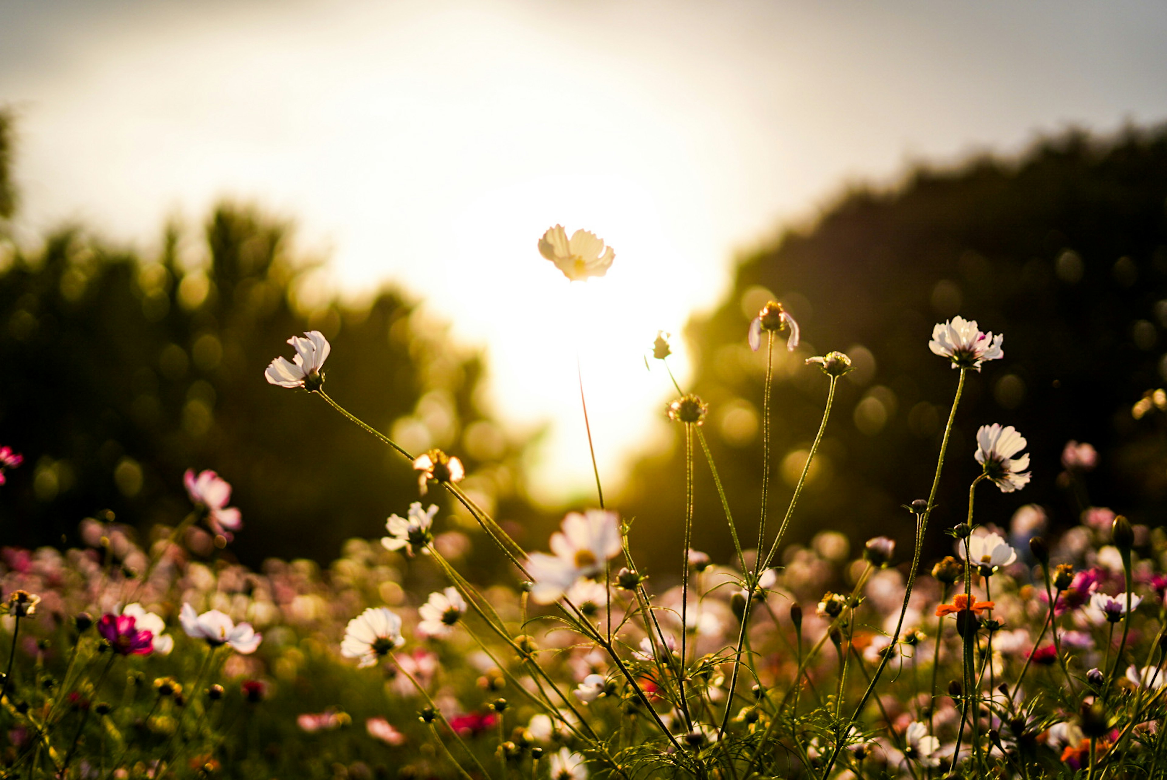 Flores coloridas floreciendo contra un fondo de atardecer