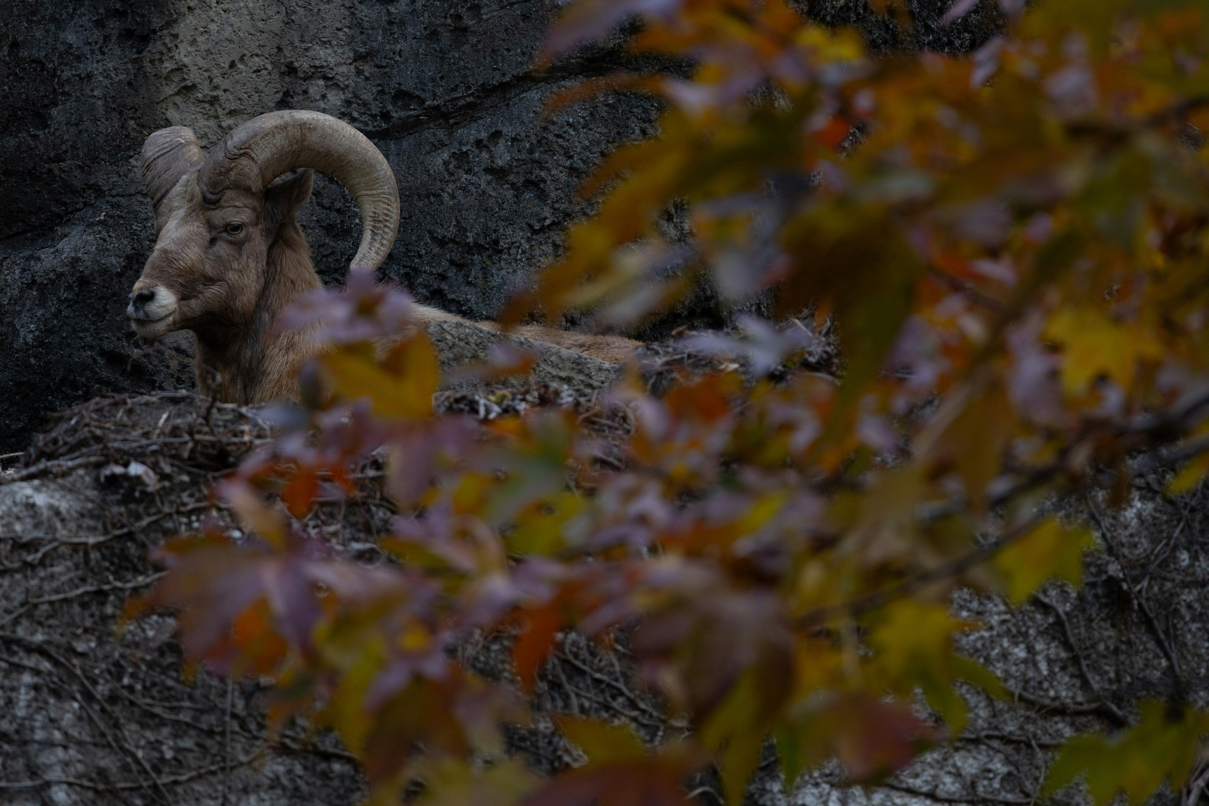 A large horned sheep on a rocky ledge surrounded by autumn leaves