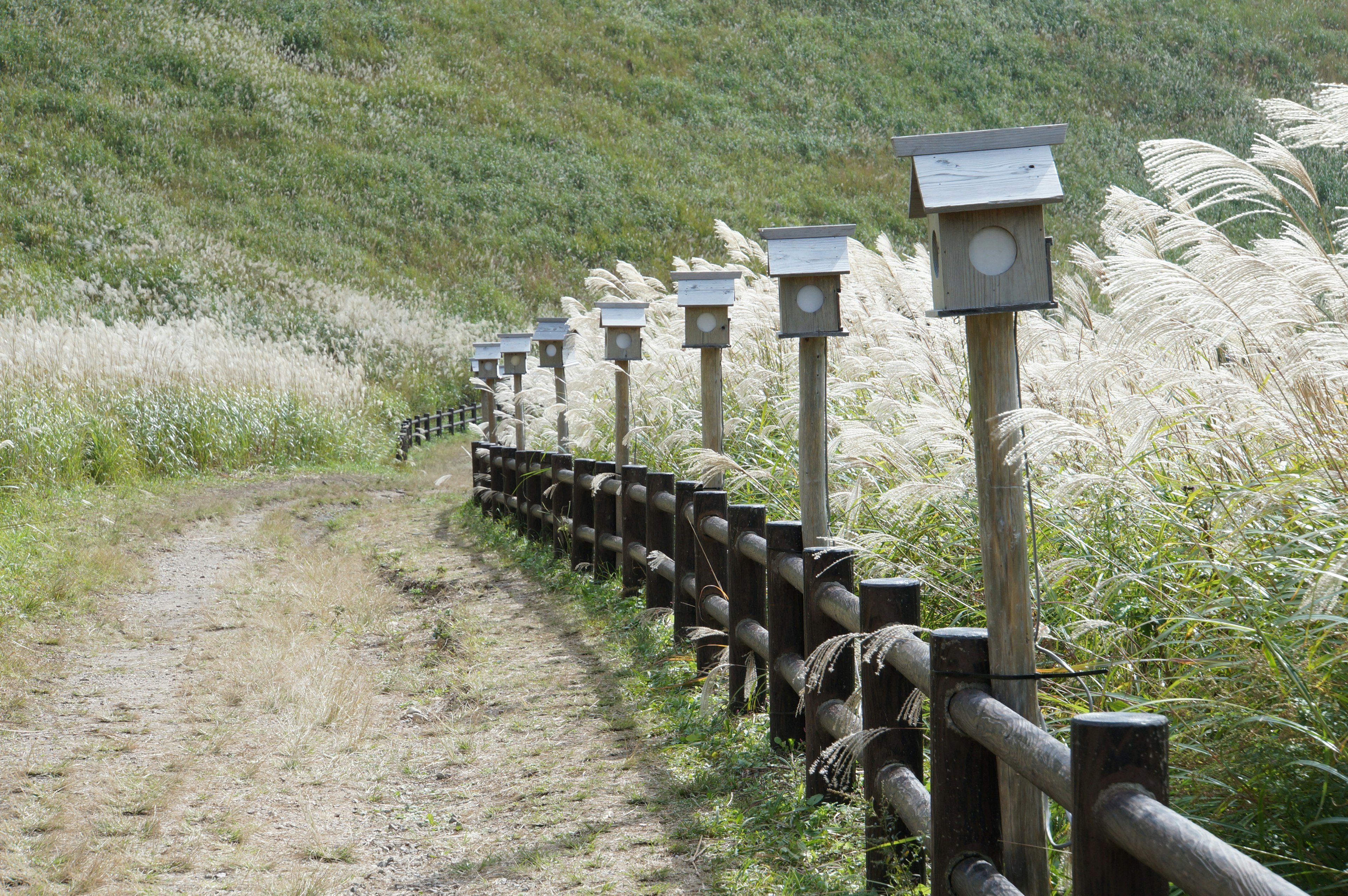 緑の草原に沿った小道と鳥の巣箱