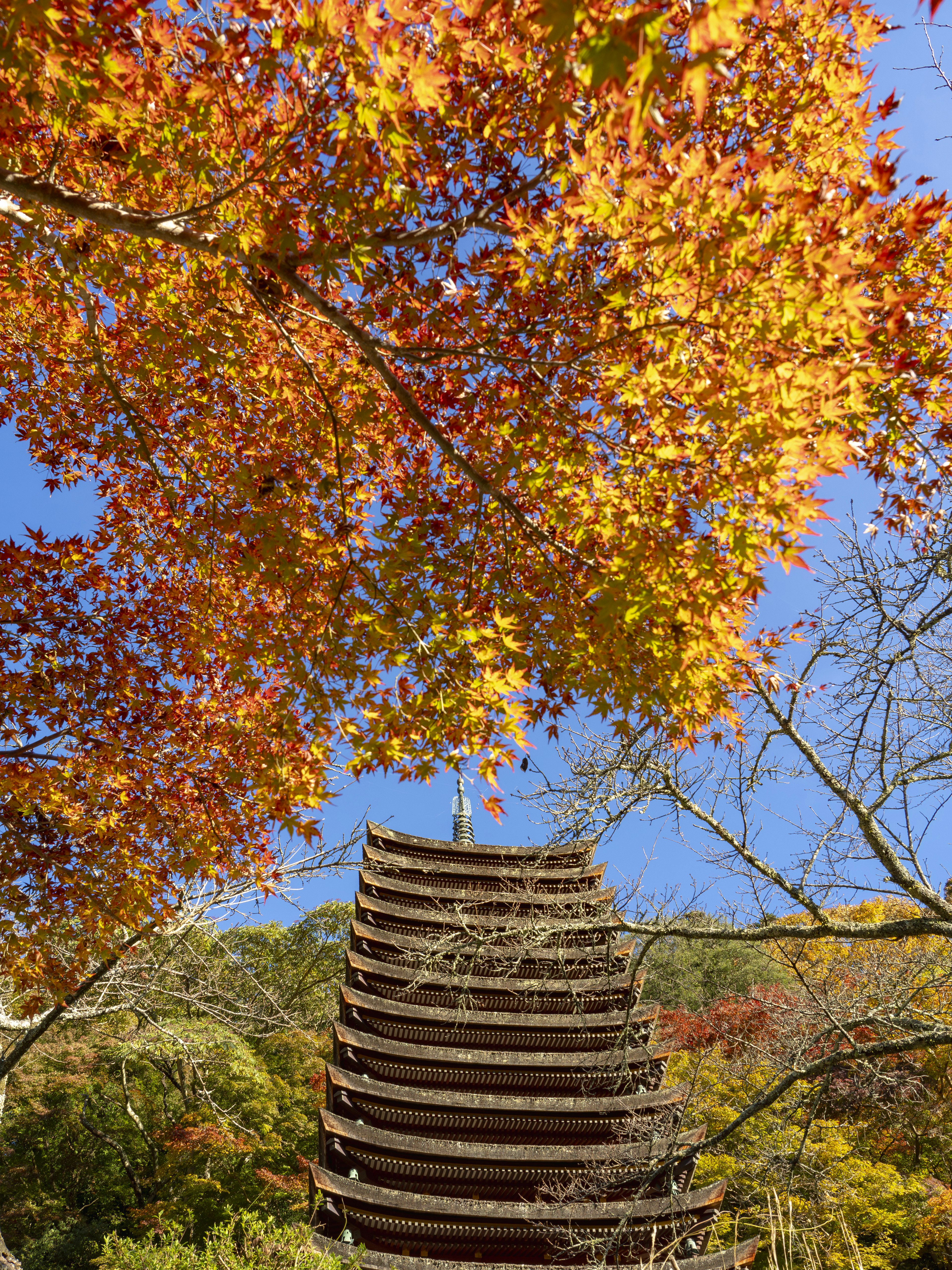 Vue d'une pagode entourée de feuilles d'automne vibrantes et d'un ciel bleu