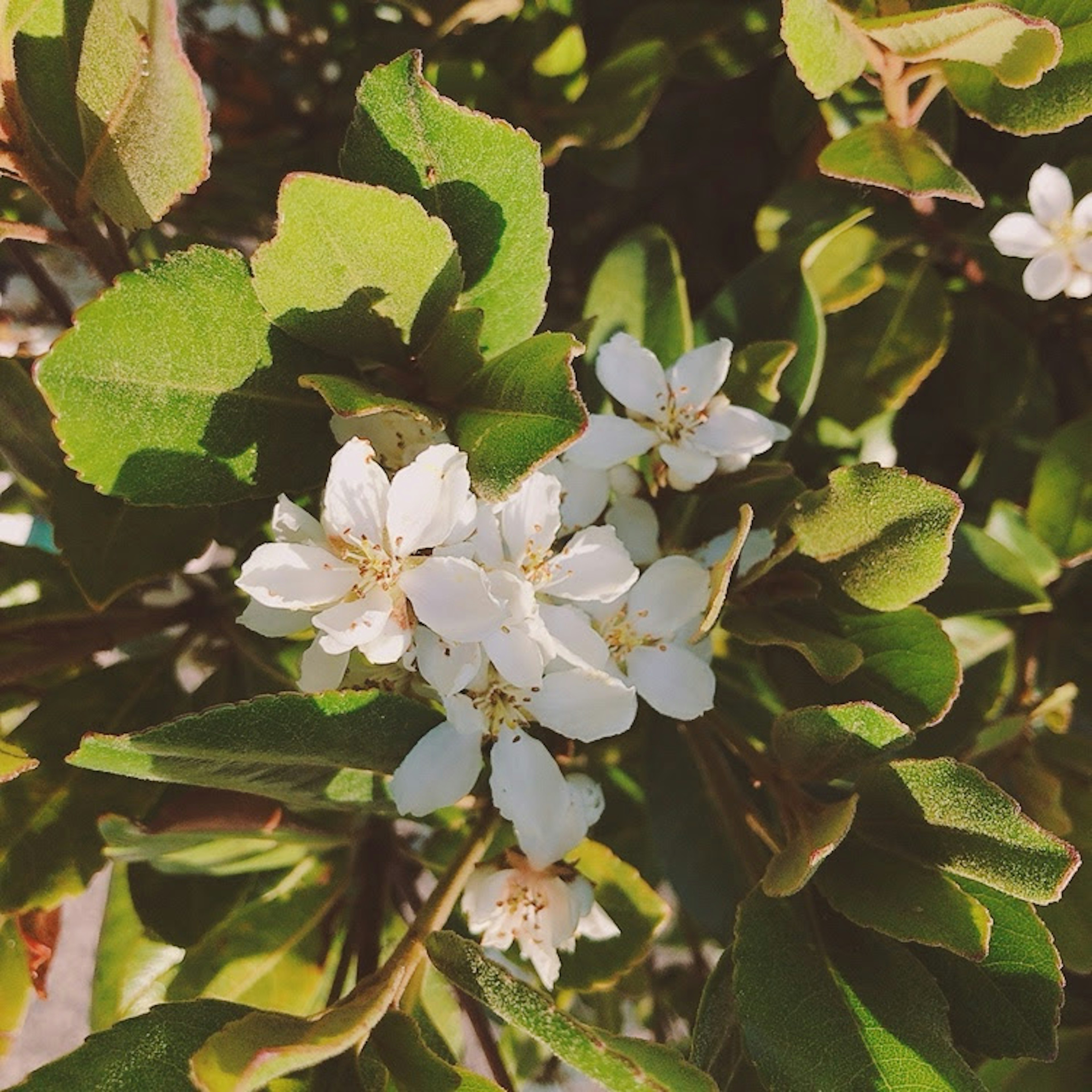 特写植物，带有白色花朵和绿色叶子