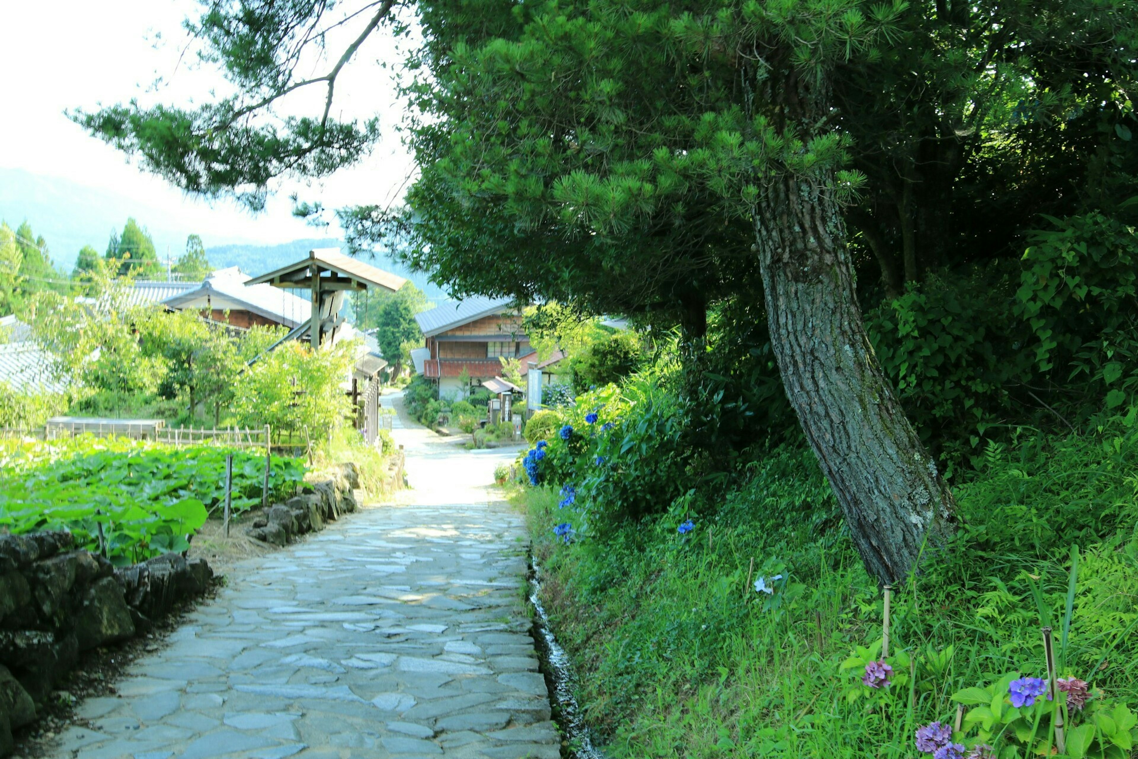 緑豊かな庭園の小道と古民家が見える風景