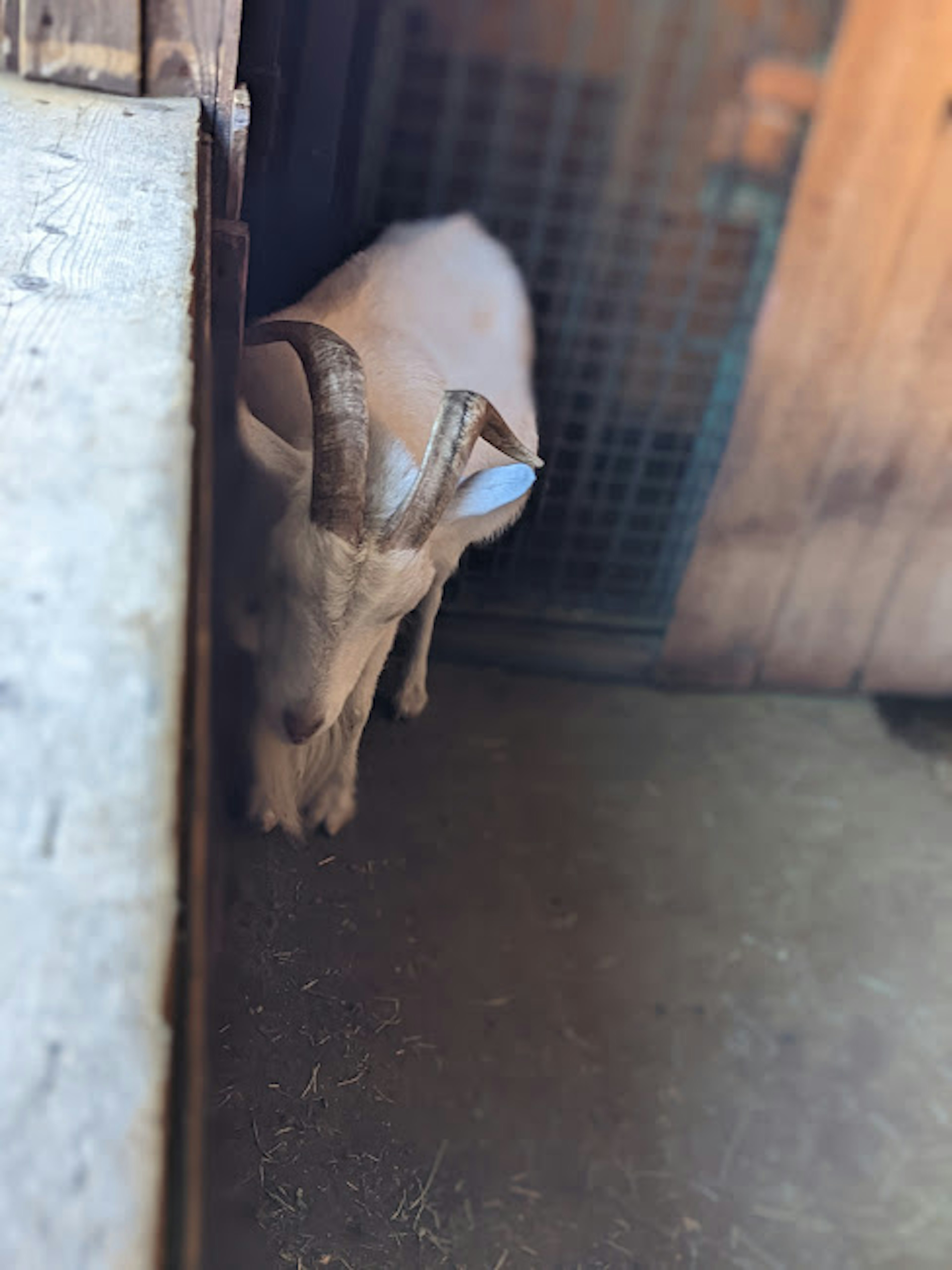 A white goat standing at the entrance of a barn