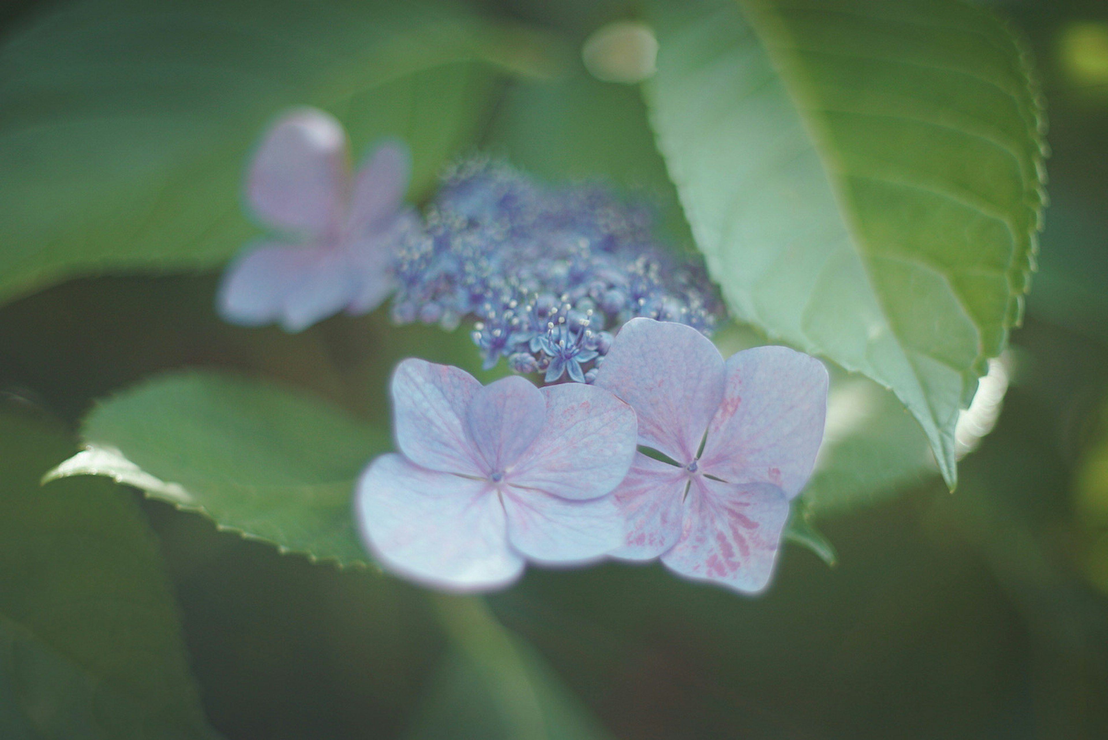 Delicate pink flowers with lush green leaves creating a serene composition