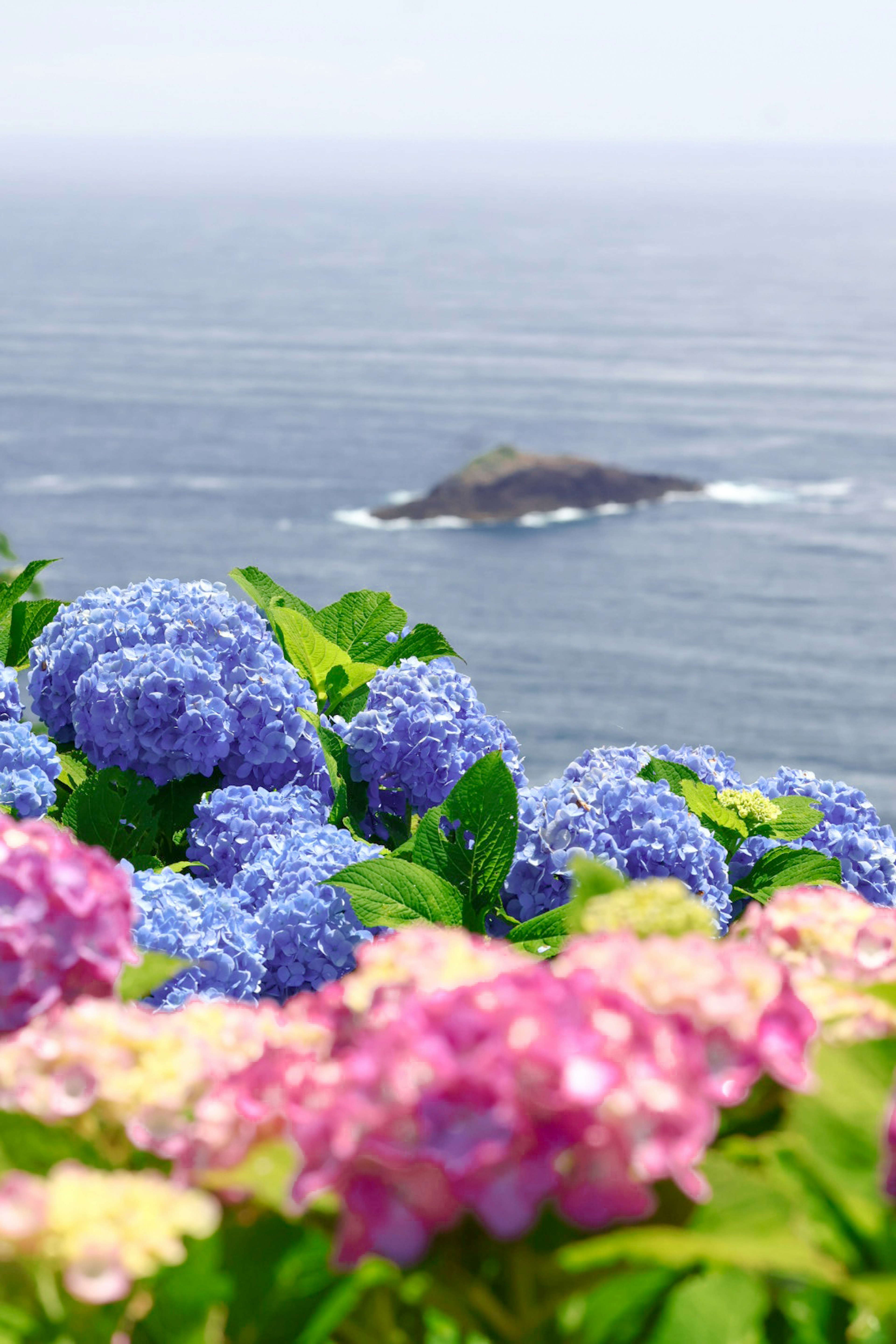 Vue côtière avec des hortensias bleus et roses en fleurs