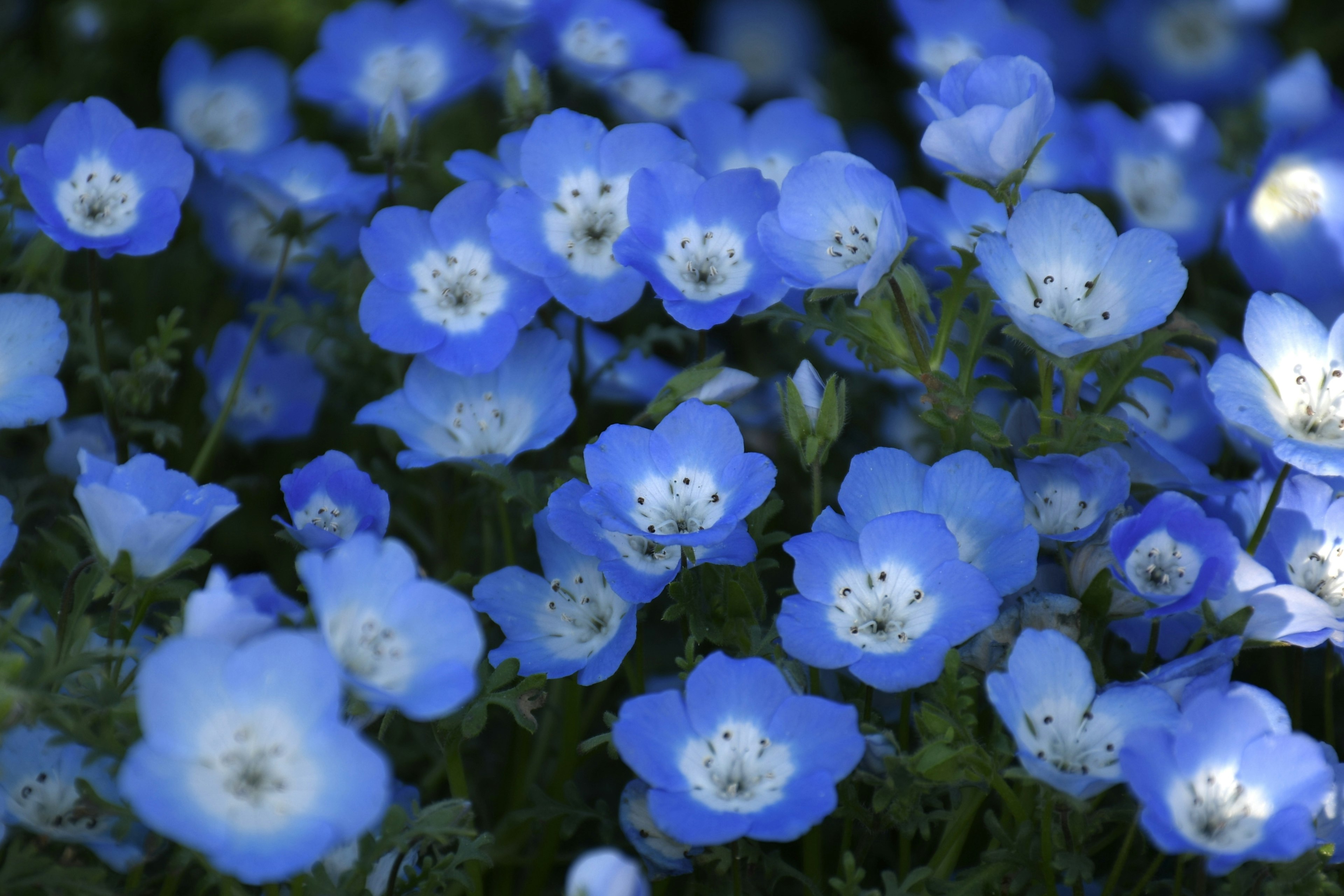 Une belle scène de fleurs bleues densément groupées