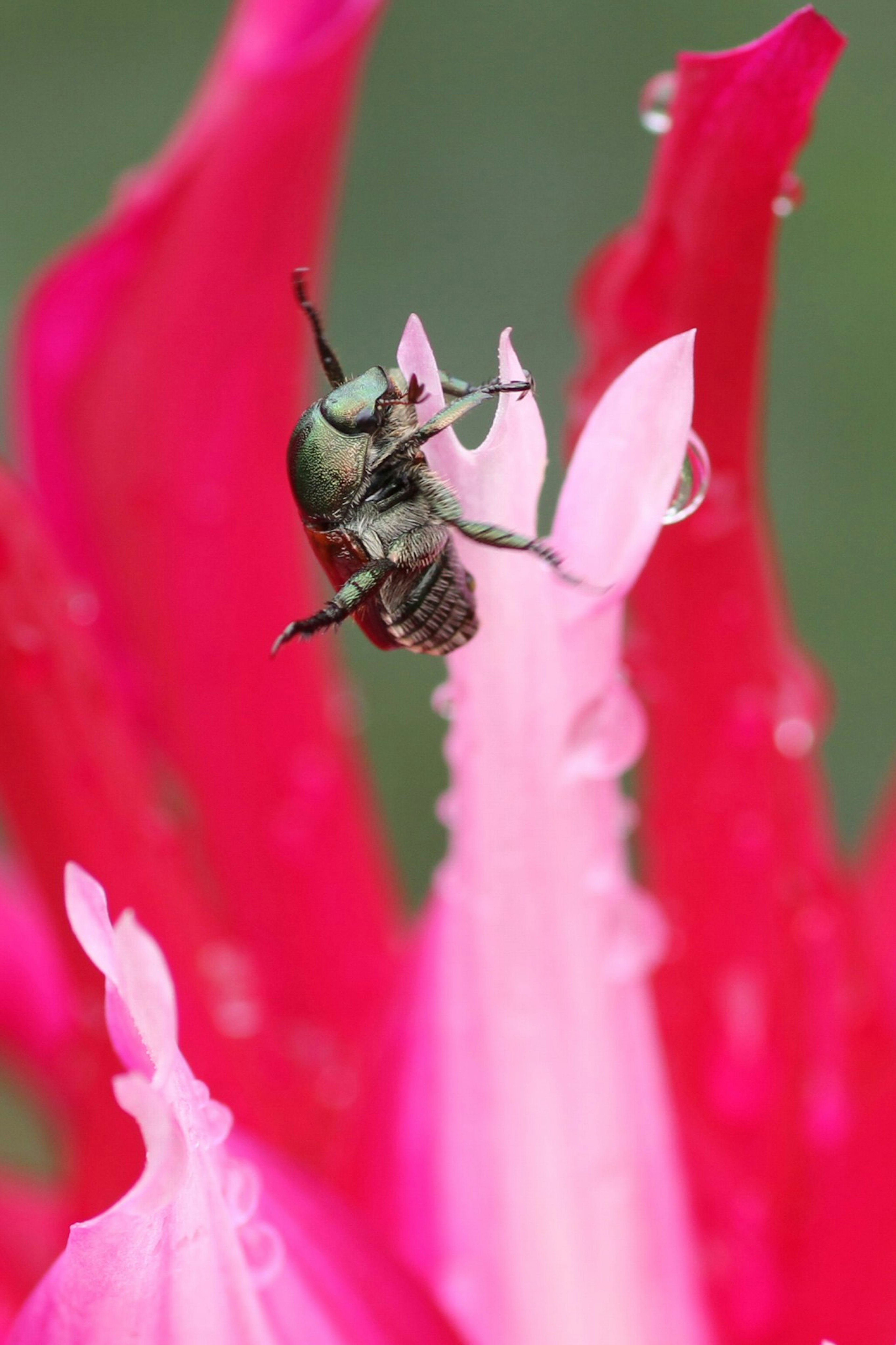 Gros plan d'un insecte planant au-dessus d'une fleur rose