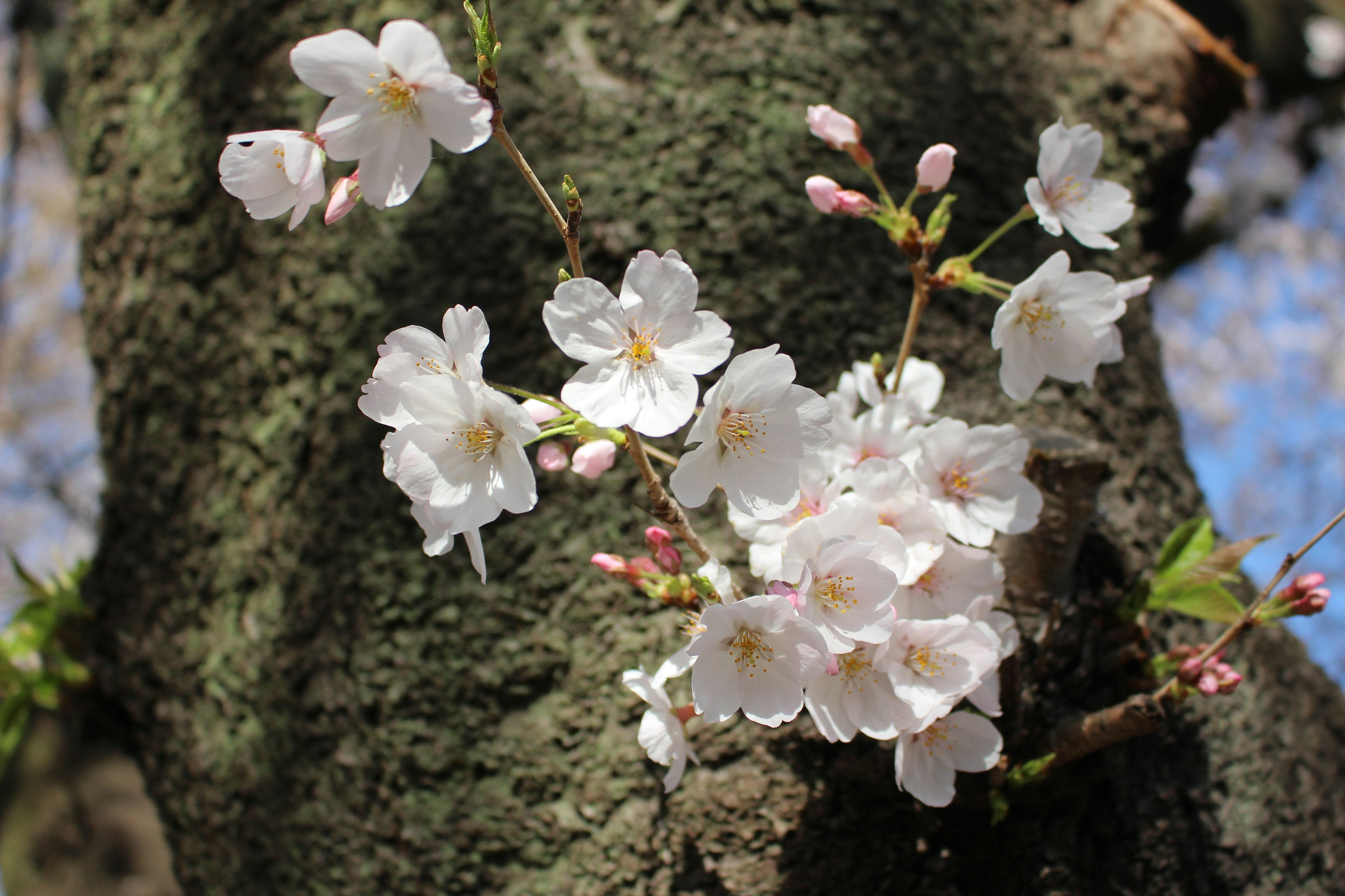 Acercamiento de flores de cerezo en flor sobre un tronco de árbol