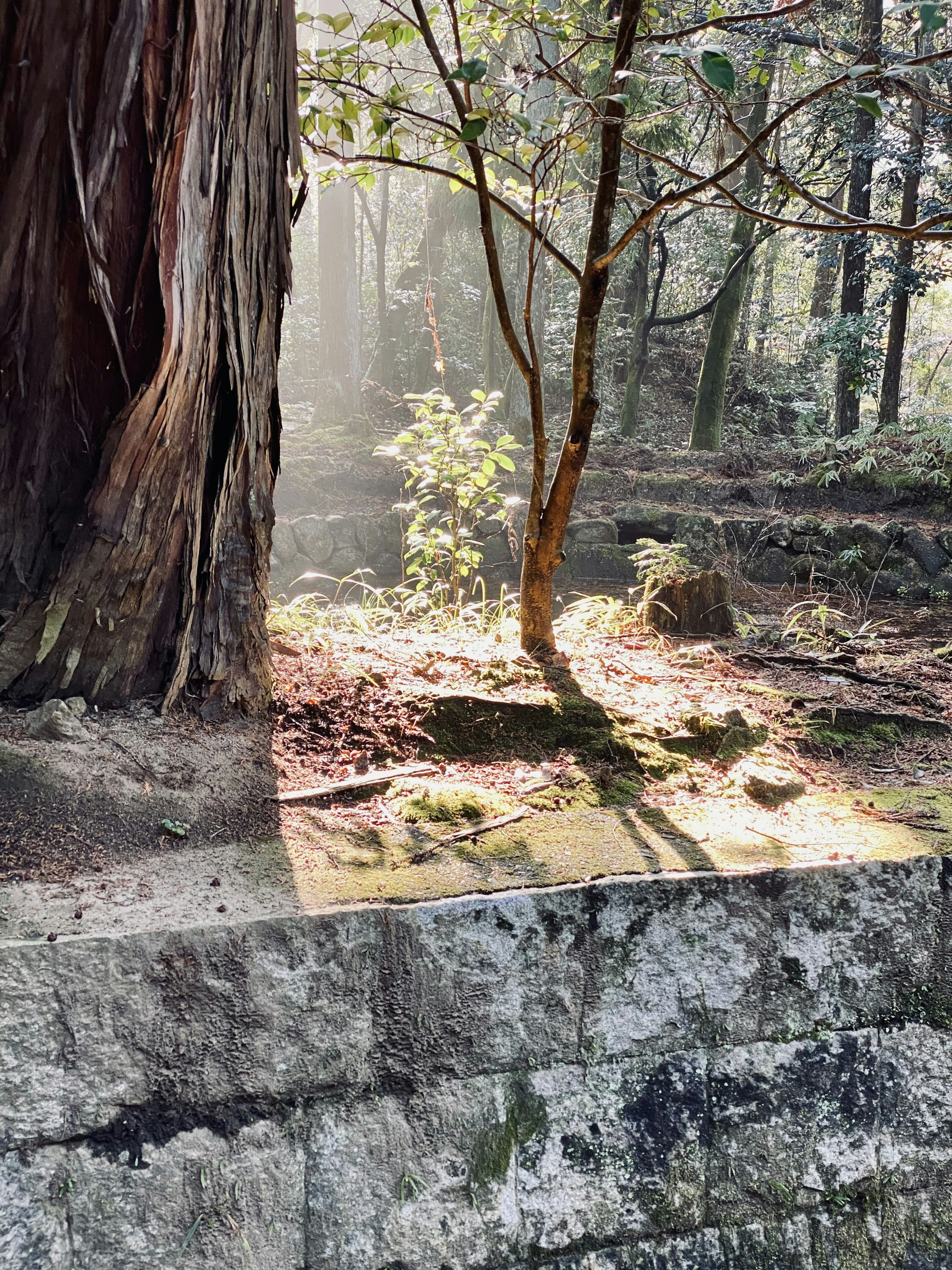 木の幹と周囲の自然光が差し込む森林の景色