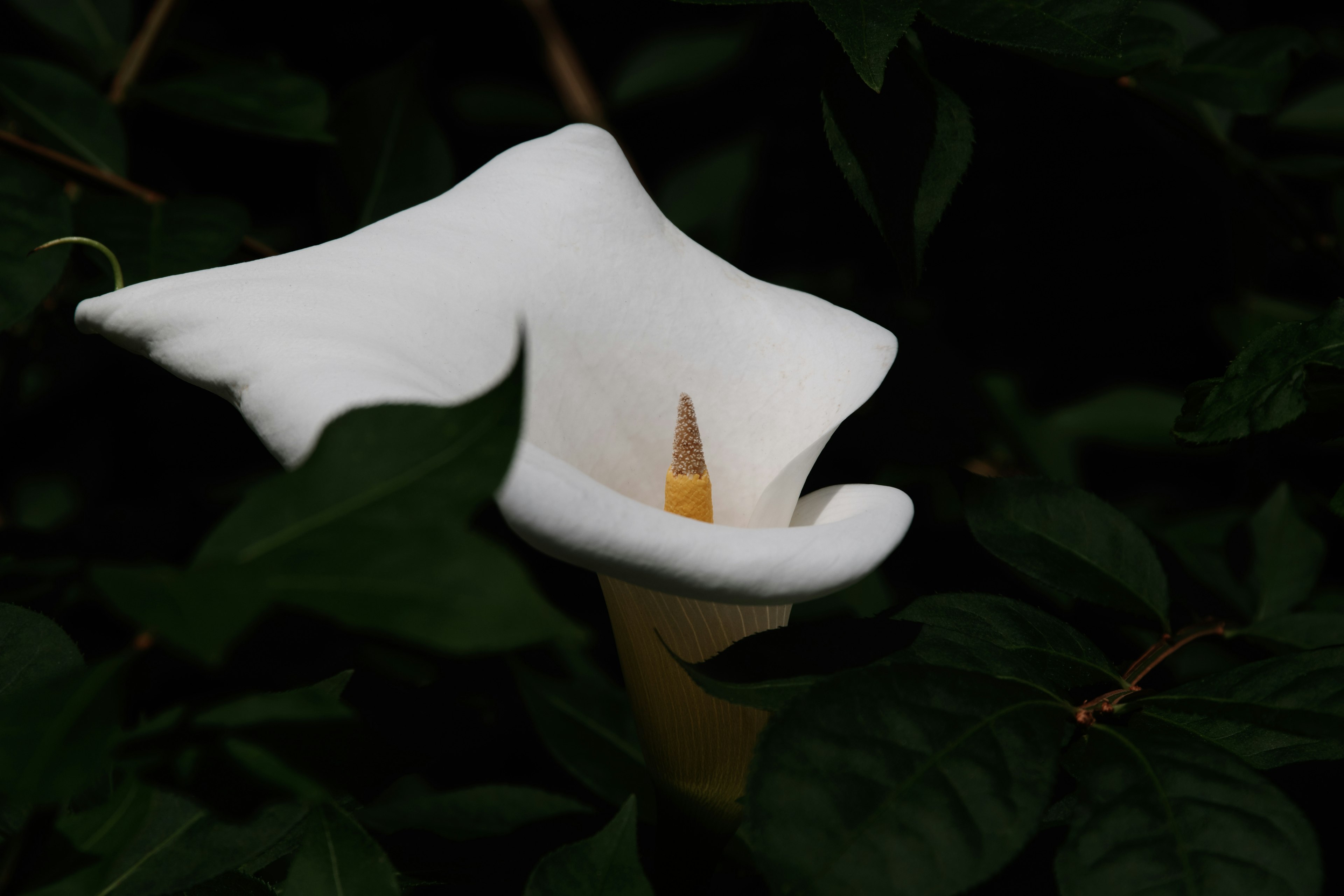 White calla lily flower emerging from dark green foliage