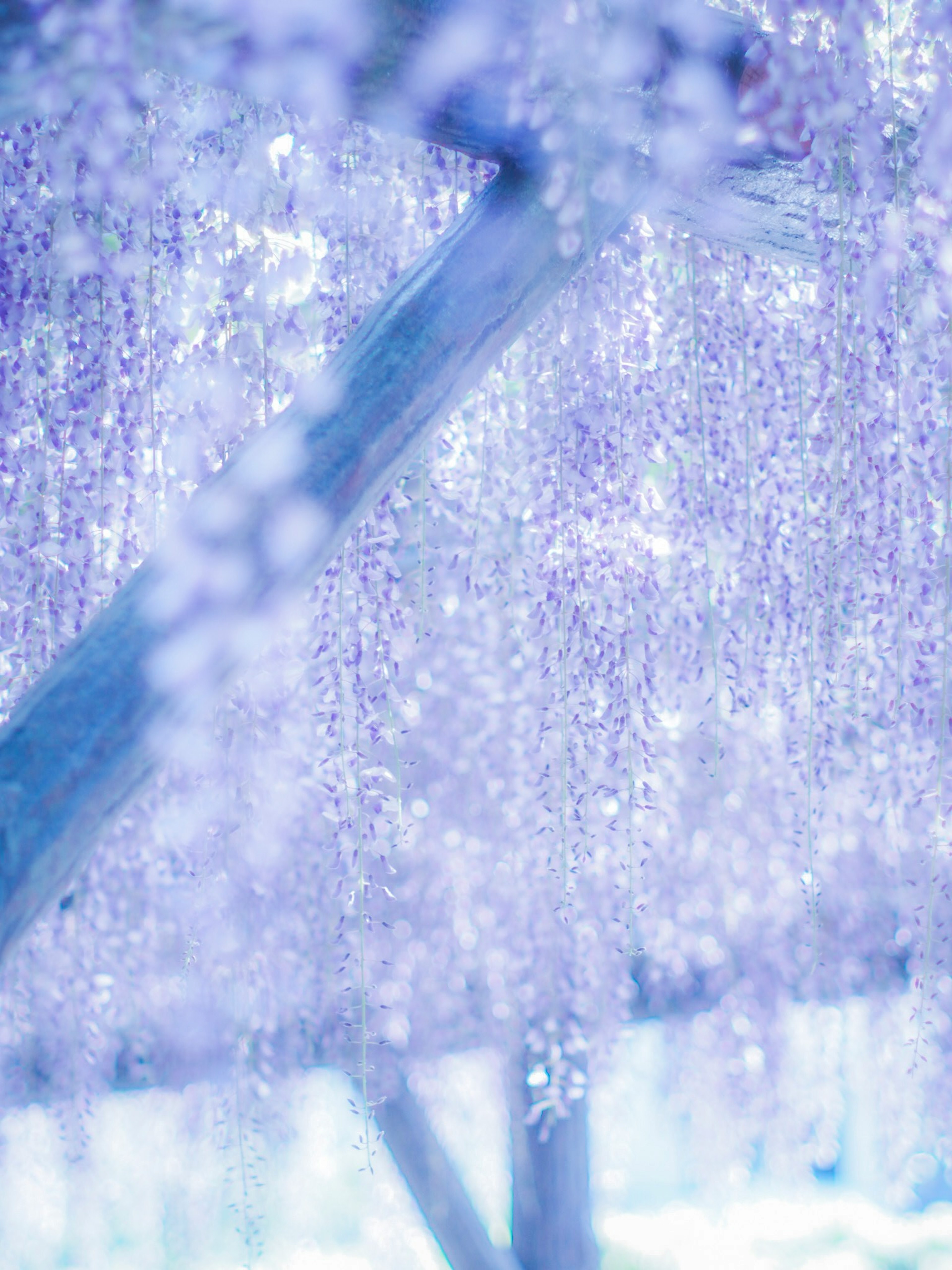 Beautiful wisteria arch with cascading purple flowers