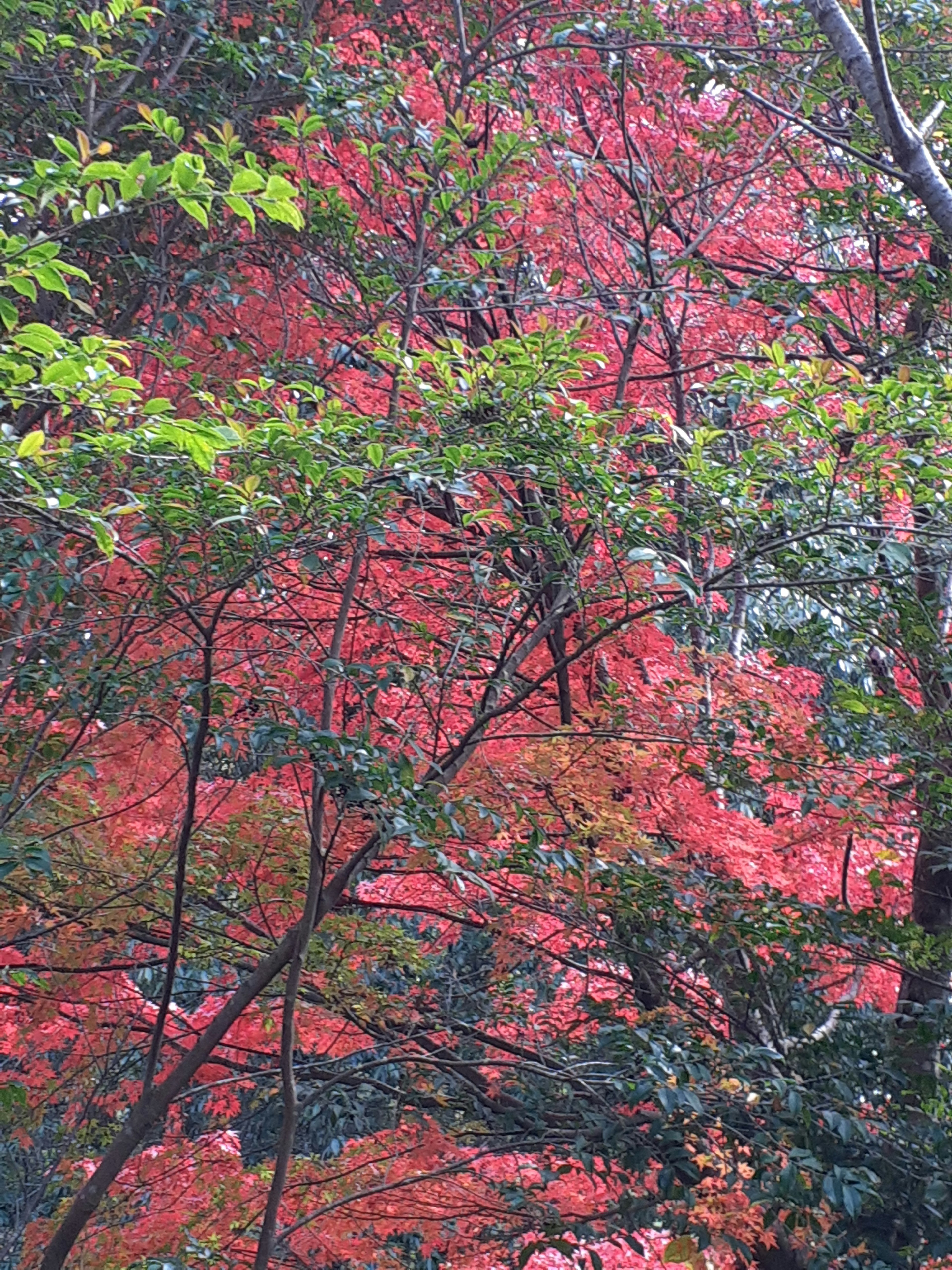 Bellissimo fogliame autunnale con foglie rosse e verdi tra gli alberi