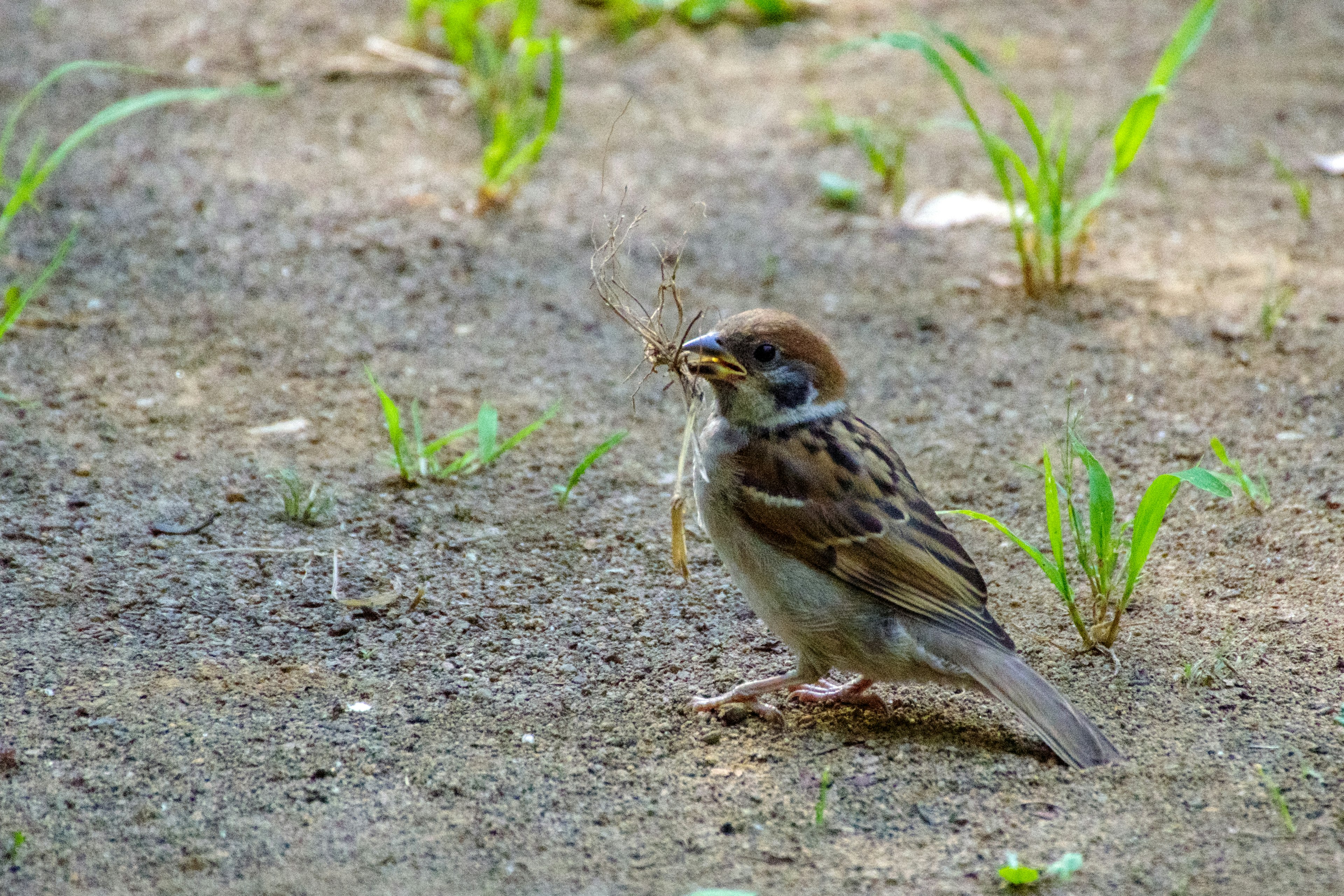 Un jeune moineau tenant de la nourriture sur le sol avec de l'herbe verte autour