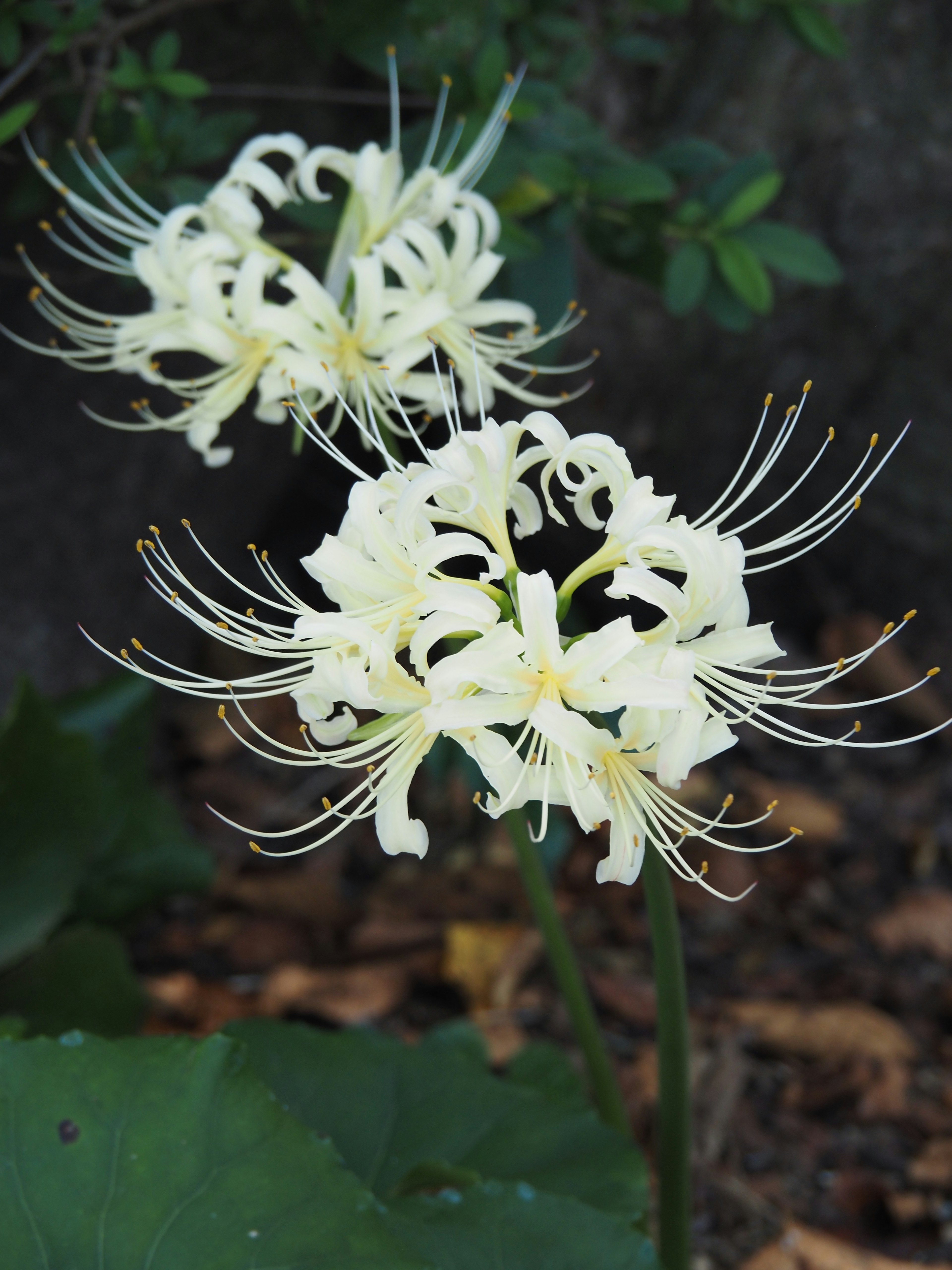 Cluster von weißen Blumen, die Spinnenlilien ähneln