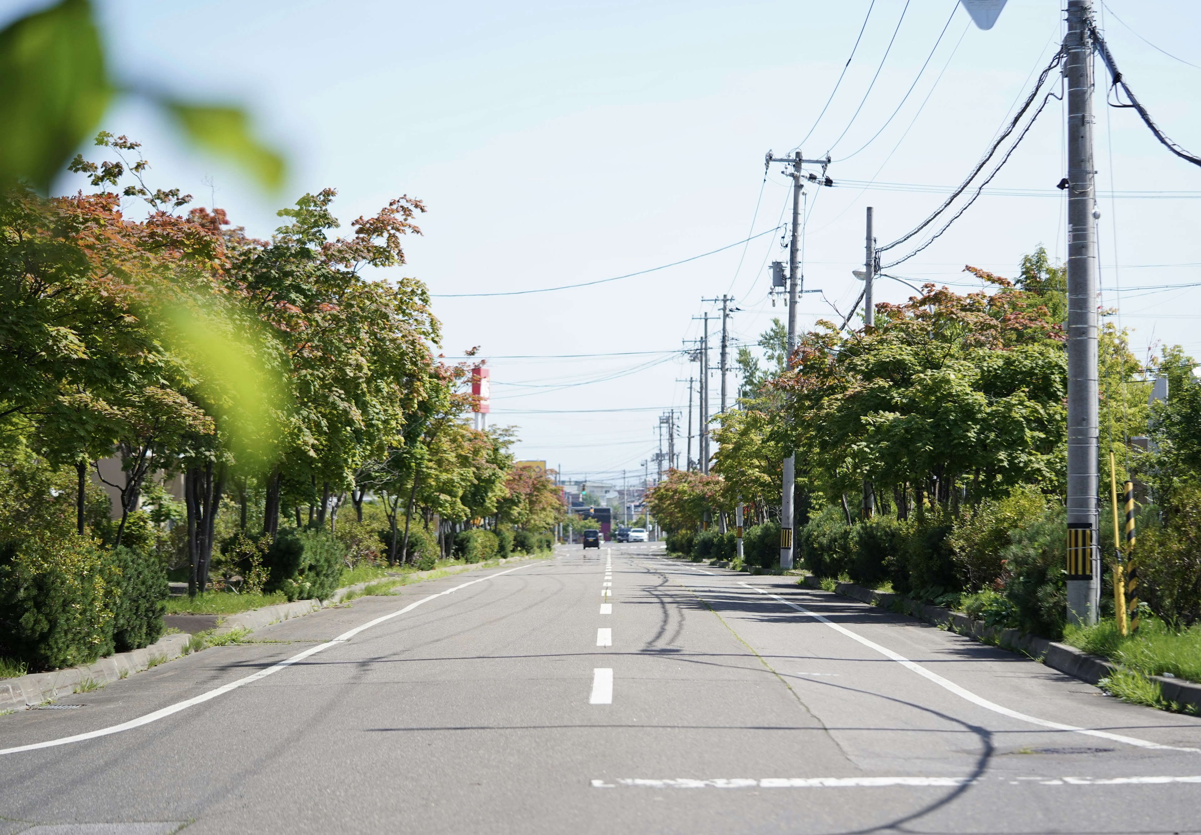 Quiet street lined with green trees and utility poles