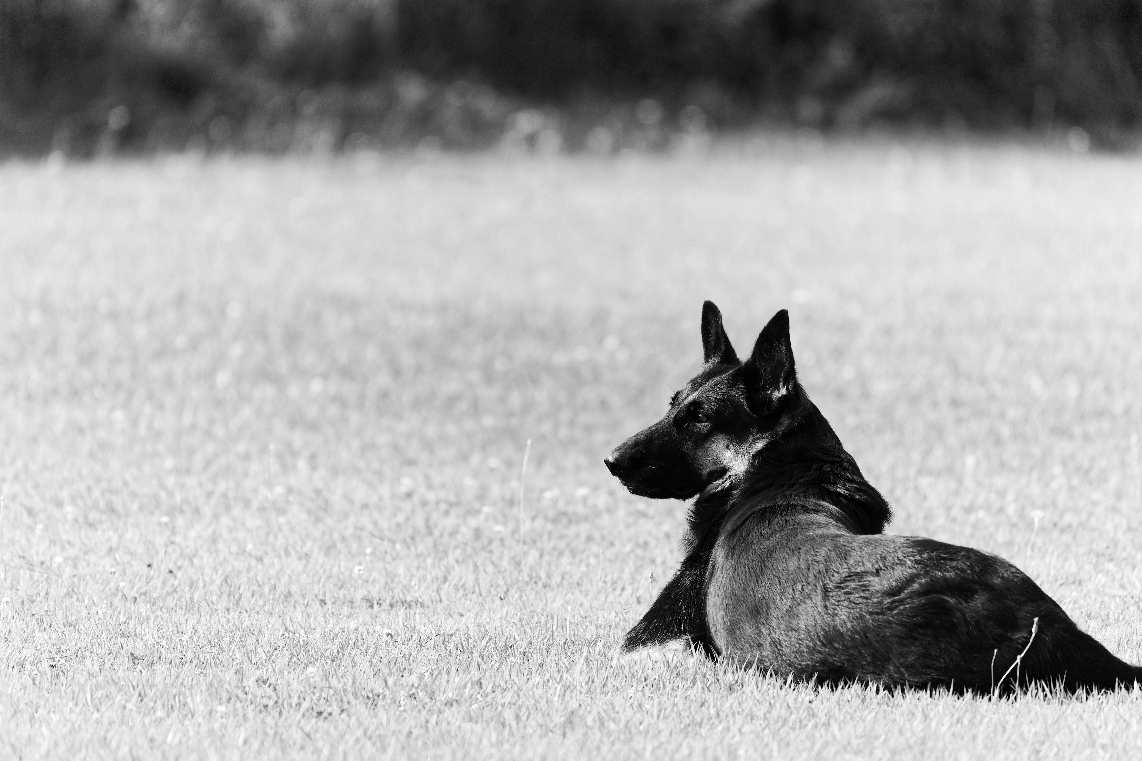 黒い犬が草原に横たわっている