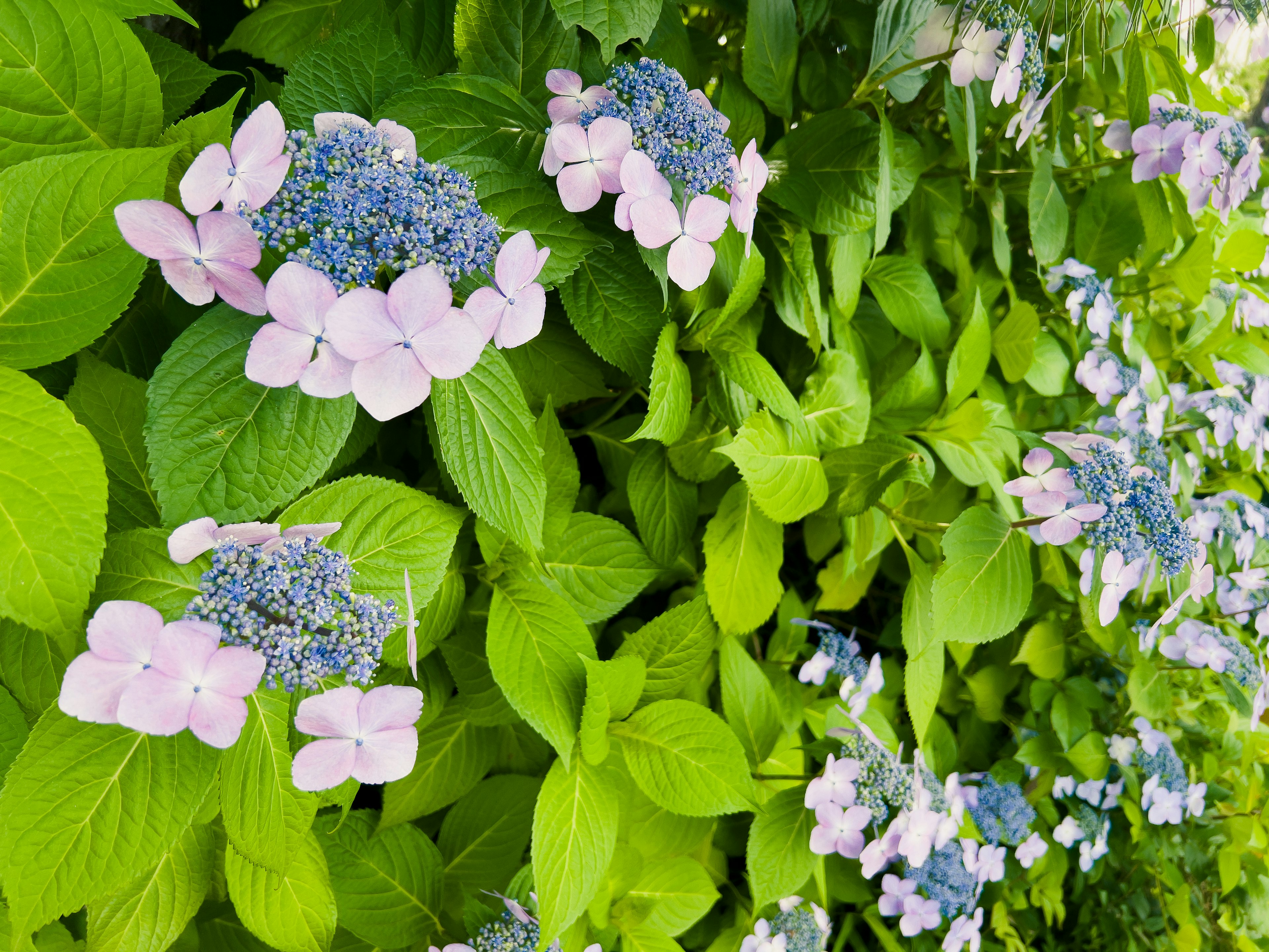 Dinding daun hijau dengan bunga hydrangea merah muda dan biru