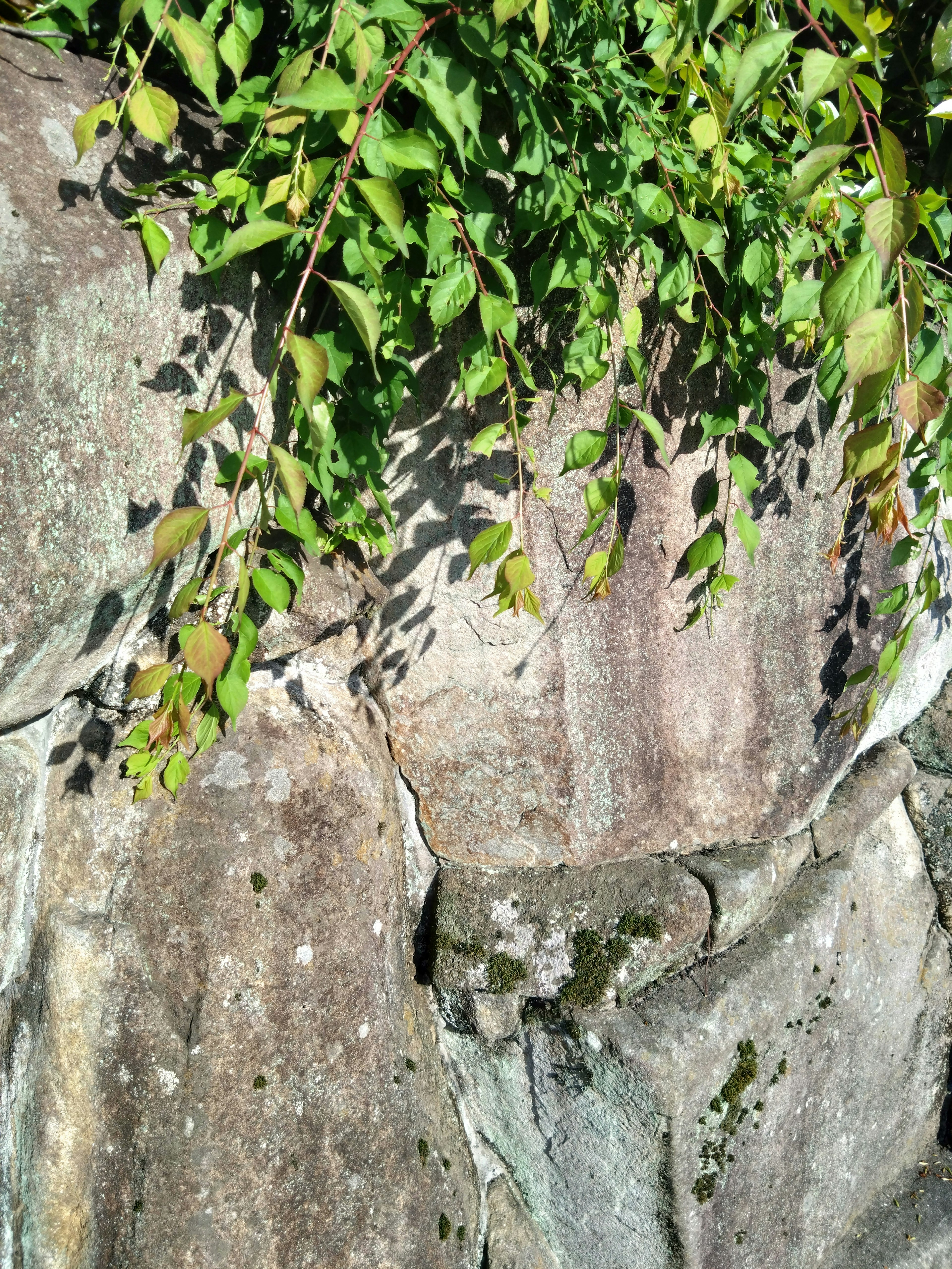 Natural scene with green leaves hanging over rocky surface