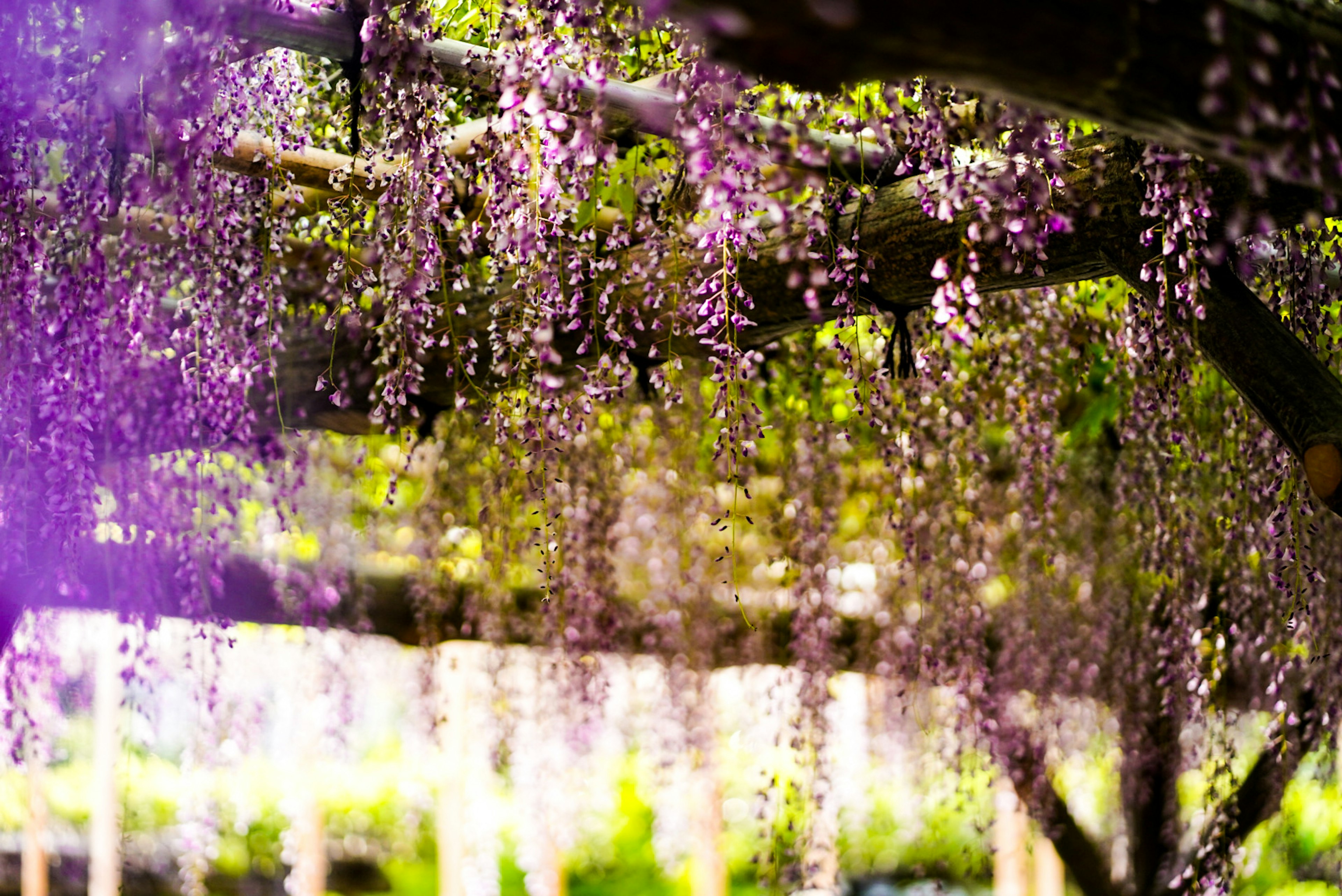 紫色の藤の花が垂れ下がる美しい風景