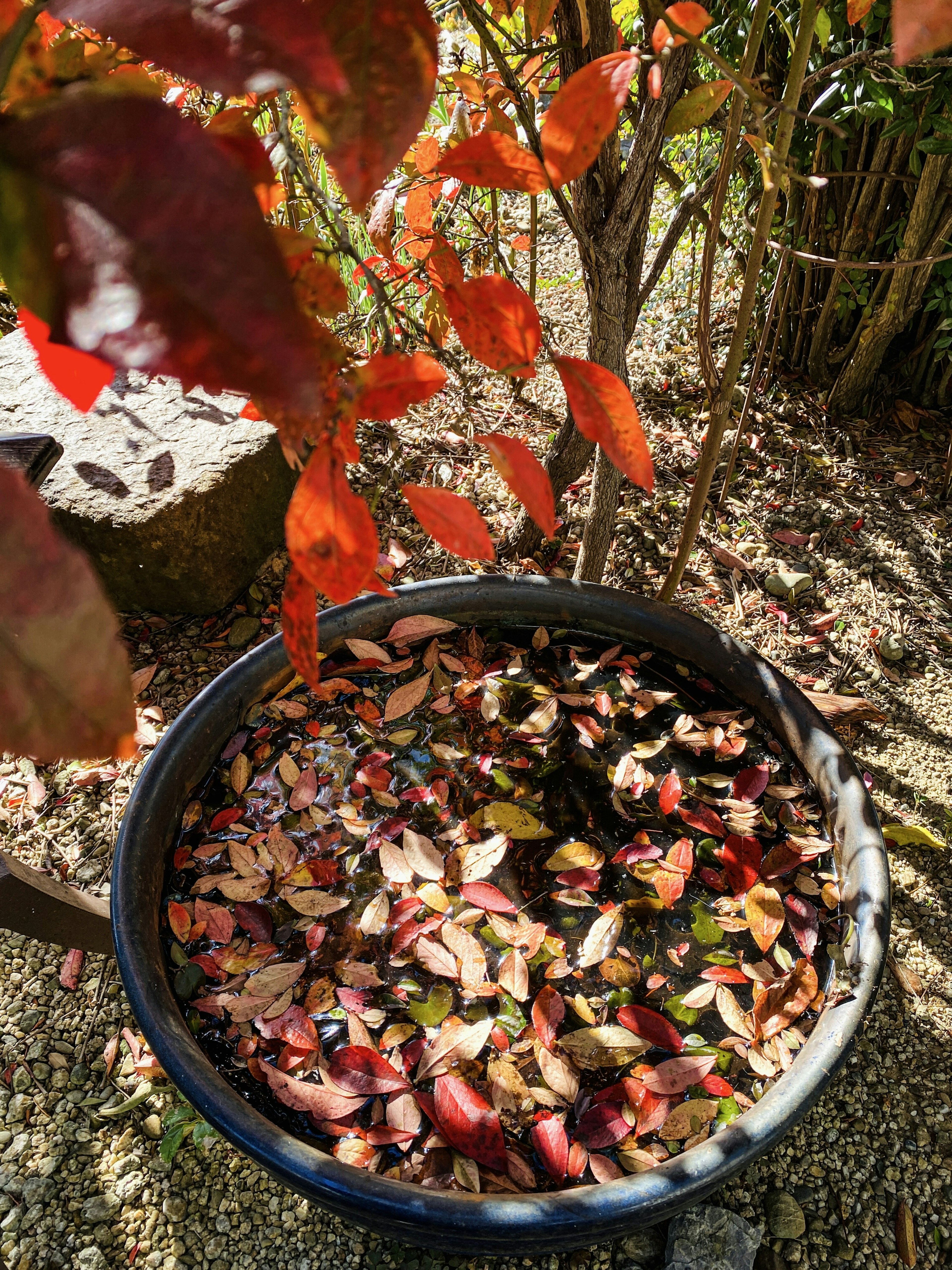 Una maceta negra llena de hojas de otoño y un follaje rojo en contraste