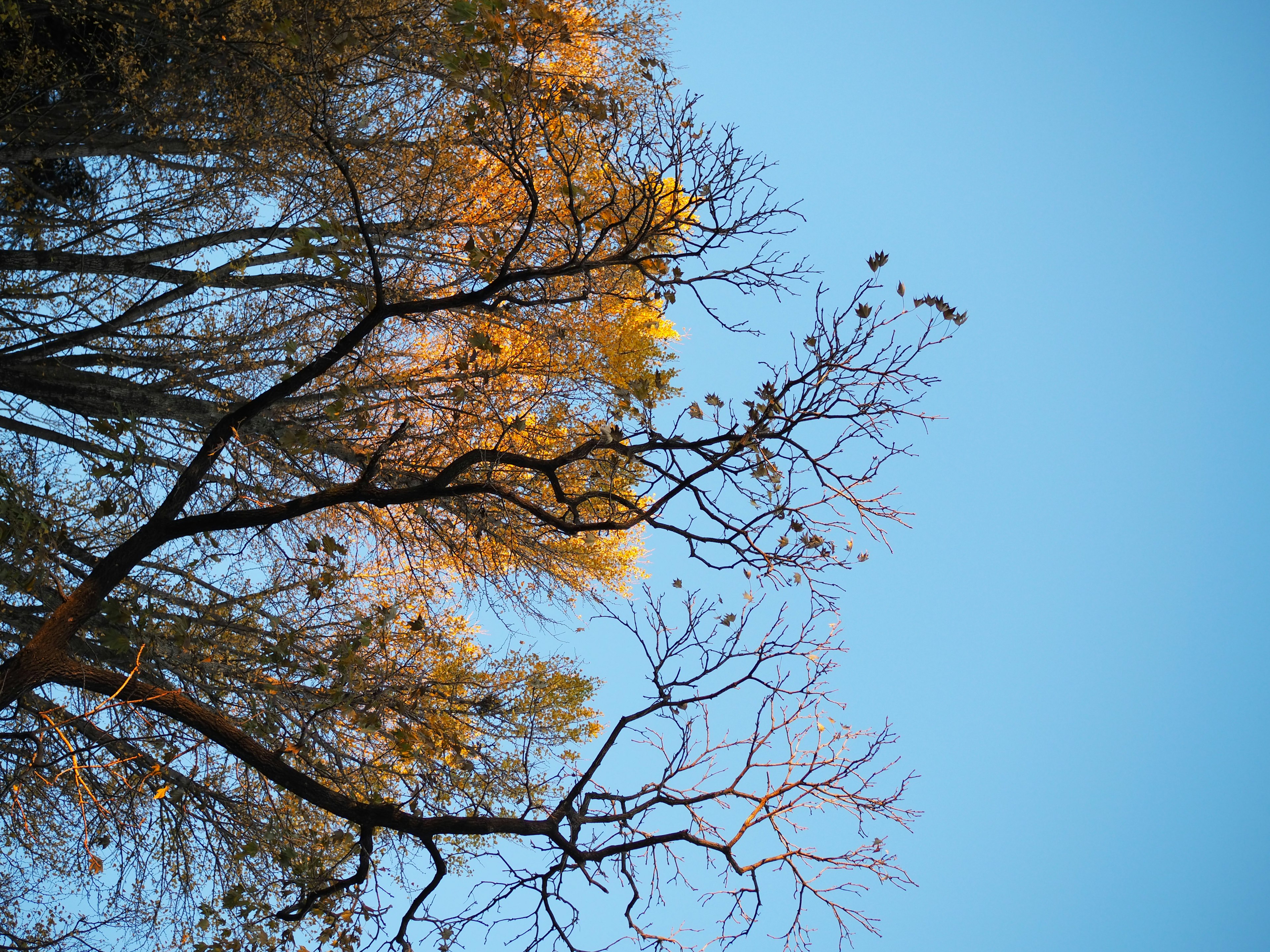 Obere Ansicht von Bäumen mit Ästen und Blättern vor blauem Himmel