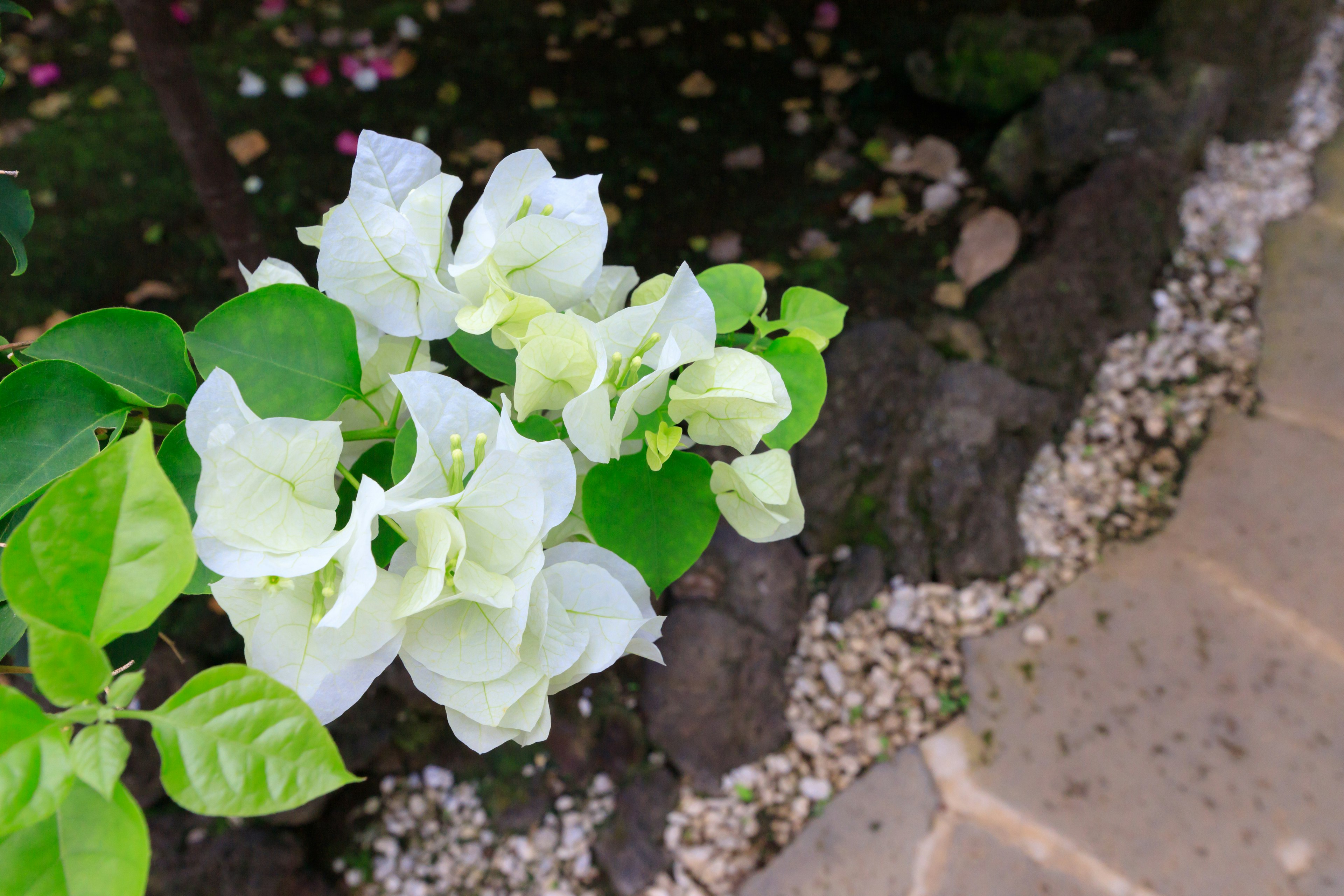 白いブーゲンビリアの花と緑の葉が特徴的な庭の風景