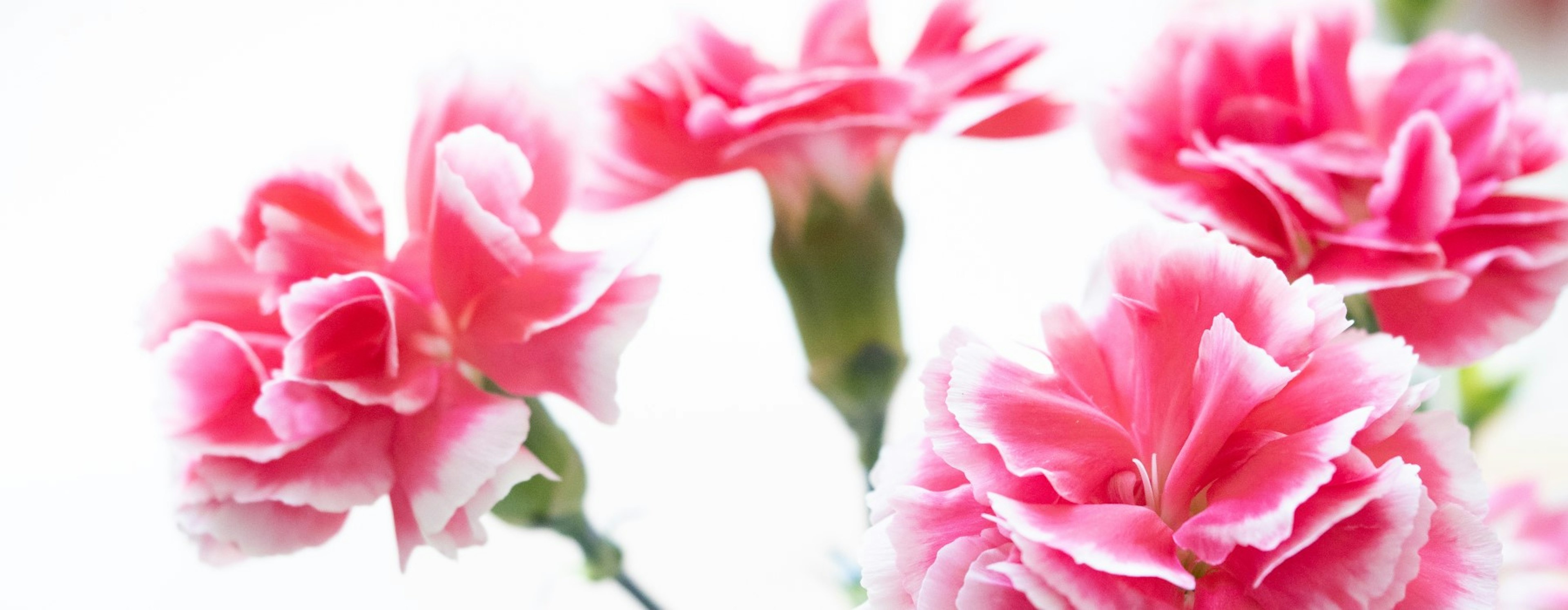 Garofani rosa che fioriscono su uno sfondo luminoso