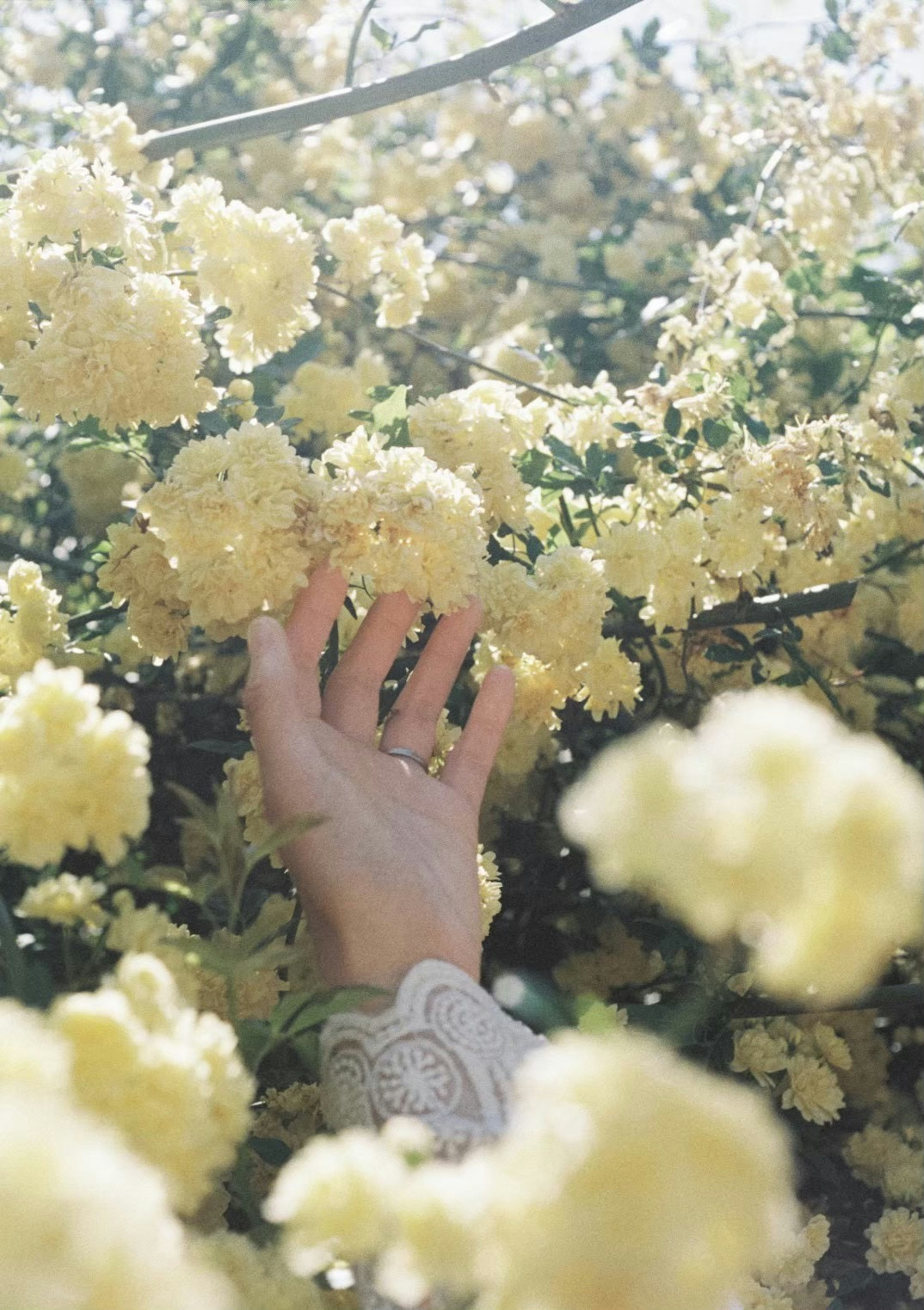 Une main atteignant des fleurs jaunes avec une lumière douce filtrant à travers