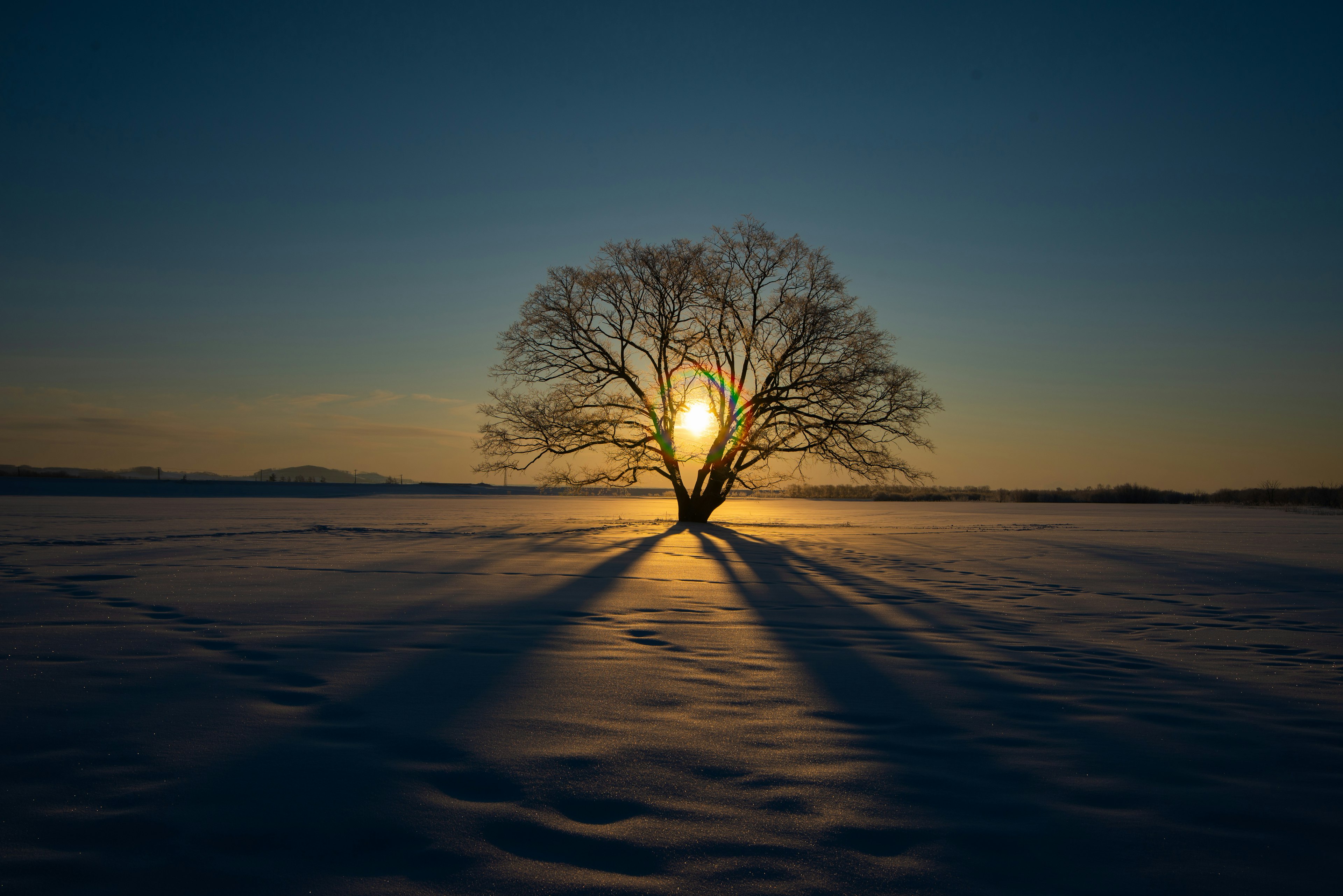 A large tree on a snow-covered plain with the sunset behind it