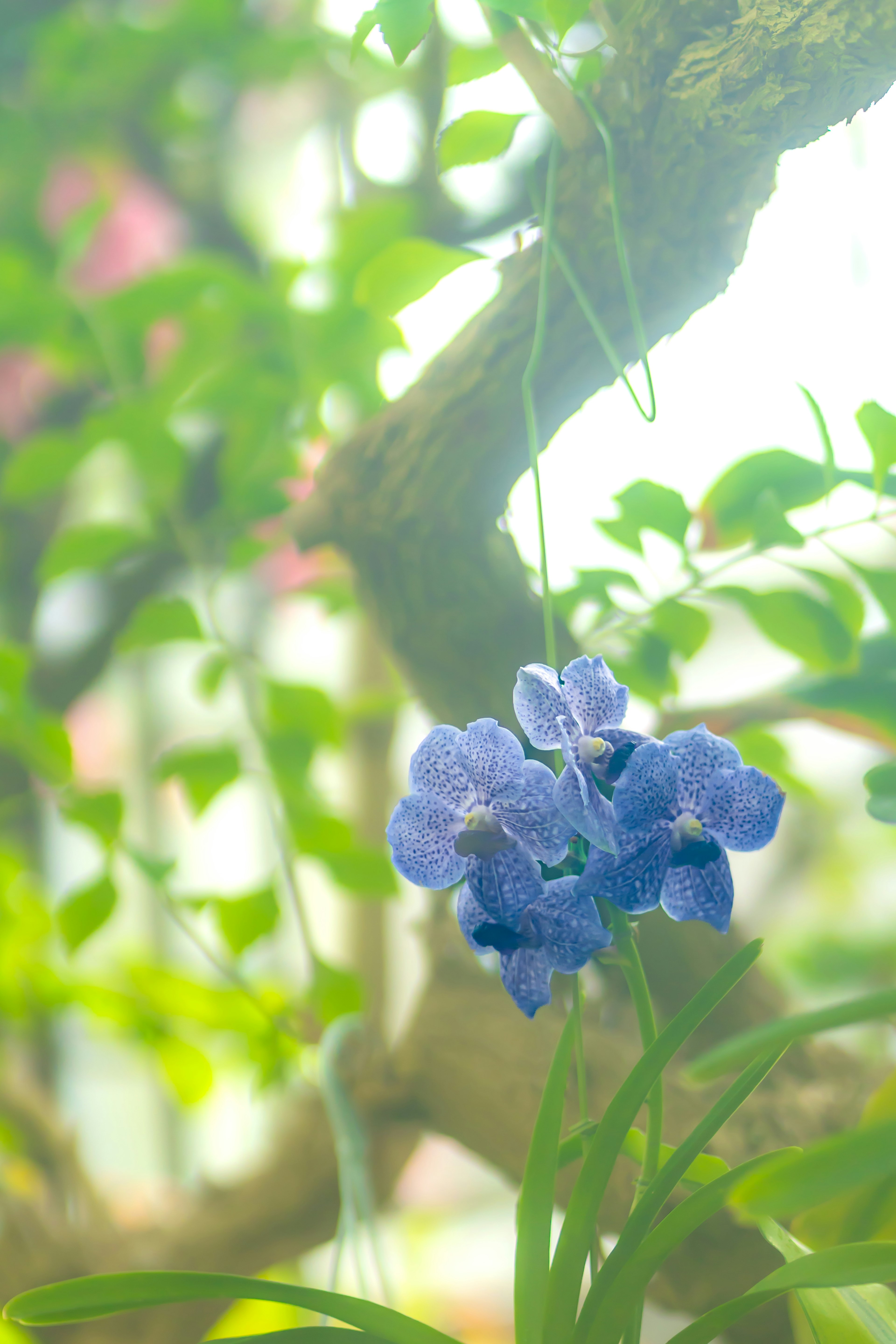 Hermosa foto de flores de orquídeas azules rodeadas de hojas verdes