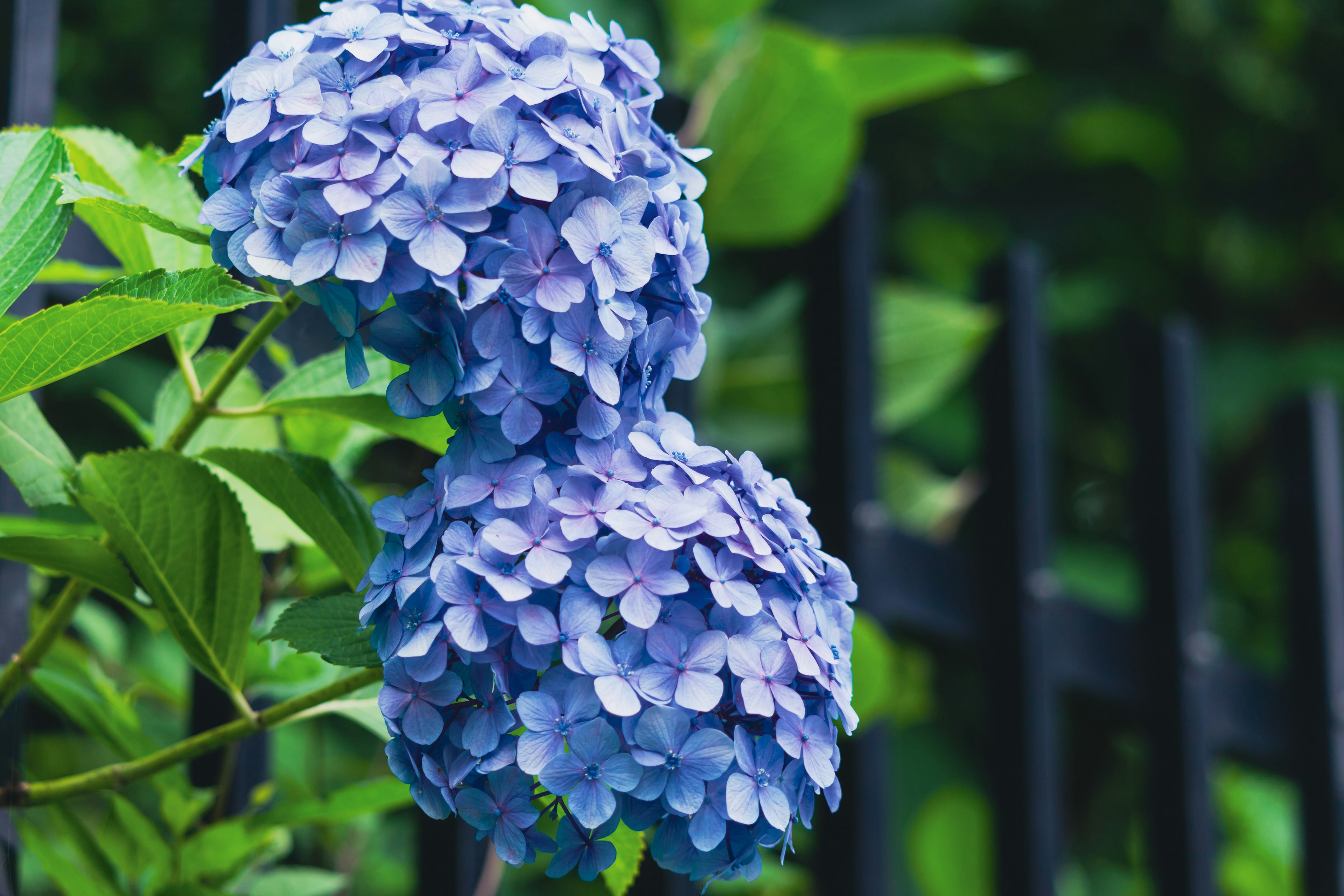 Fleurs de hortensia bleues avec des feuilles vertes