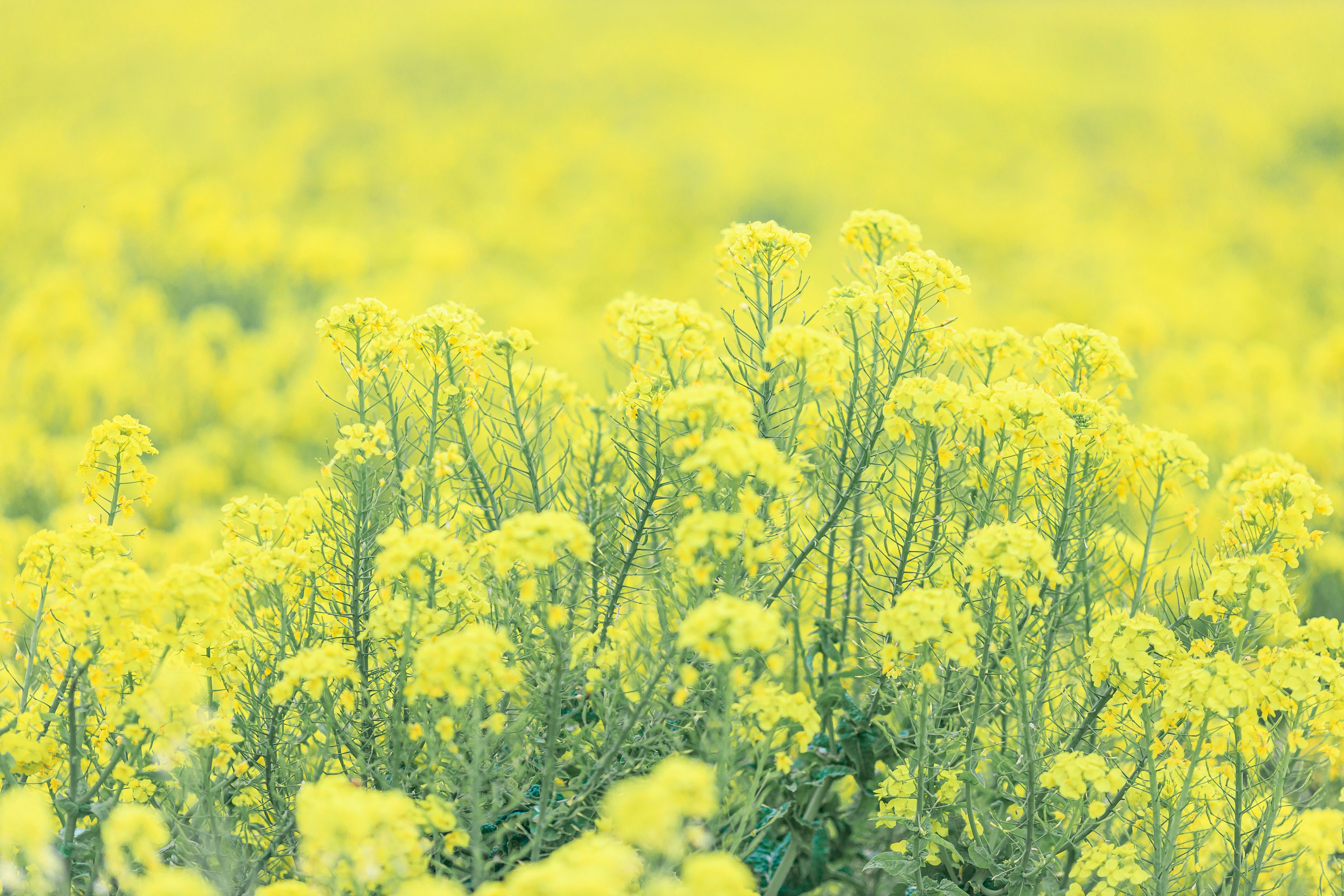 Close-up pemandangan dengan bunga kuning yang mekar