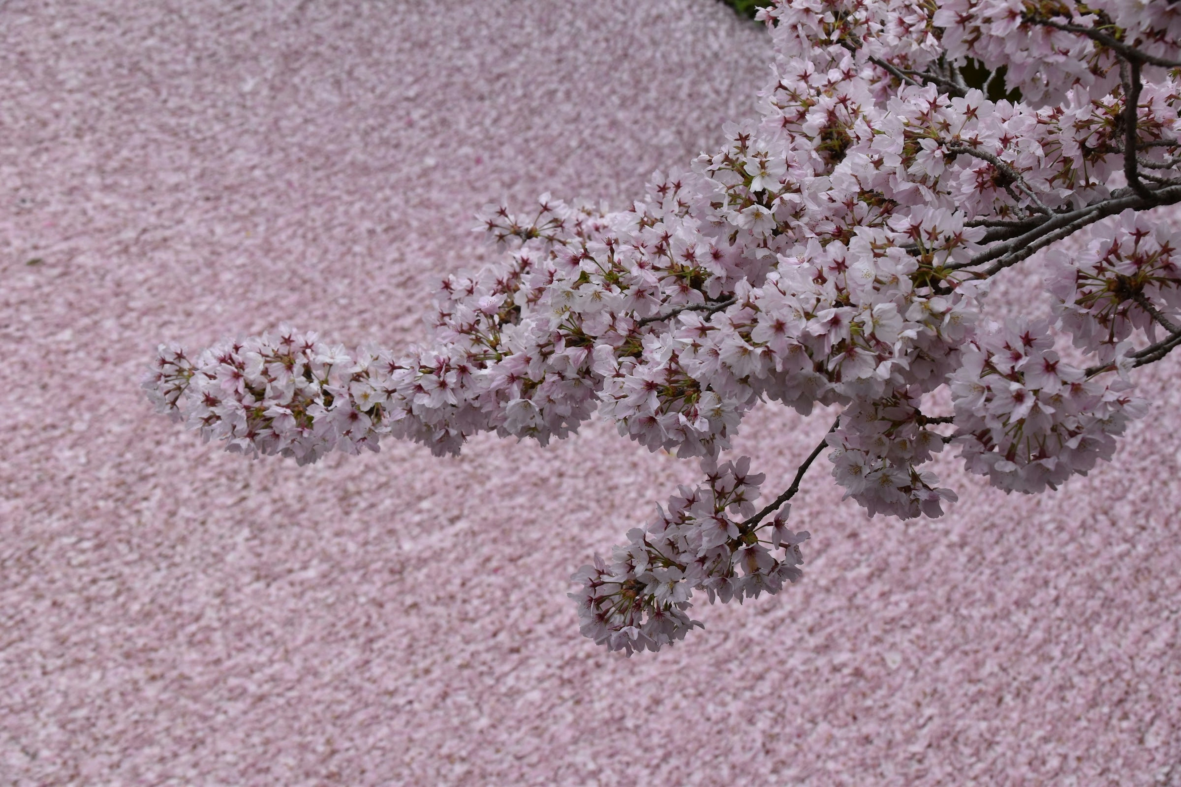 Ramo di ciliegio con petali rosa sparsi sul terreno