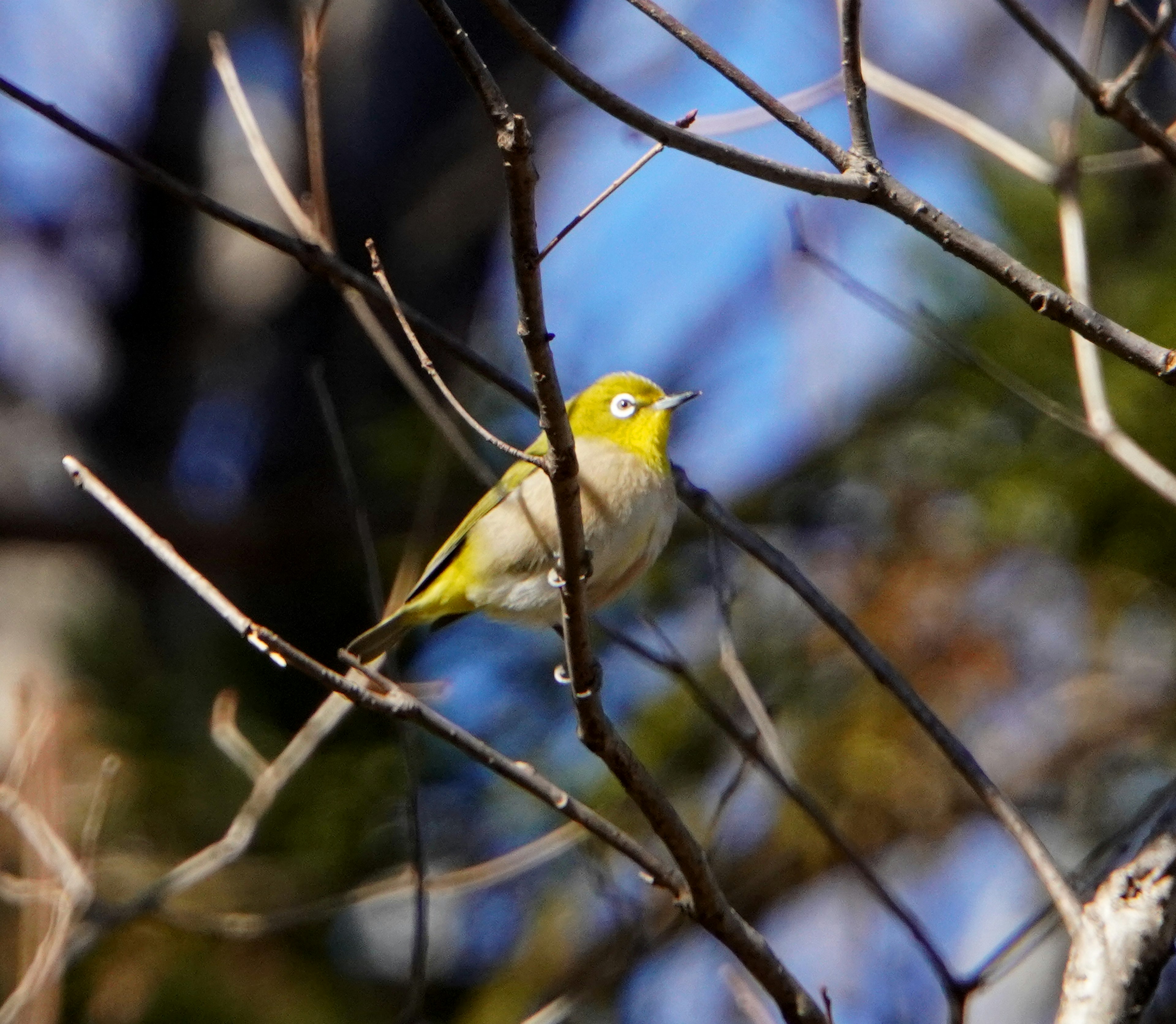 Gelbes Vogel auf Ästen vor blauem Himmel und Bäumen im Hintergrund