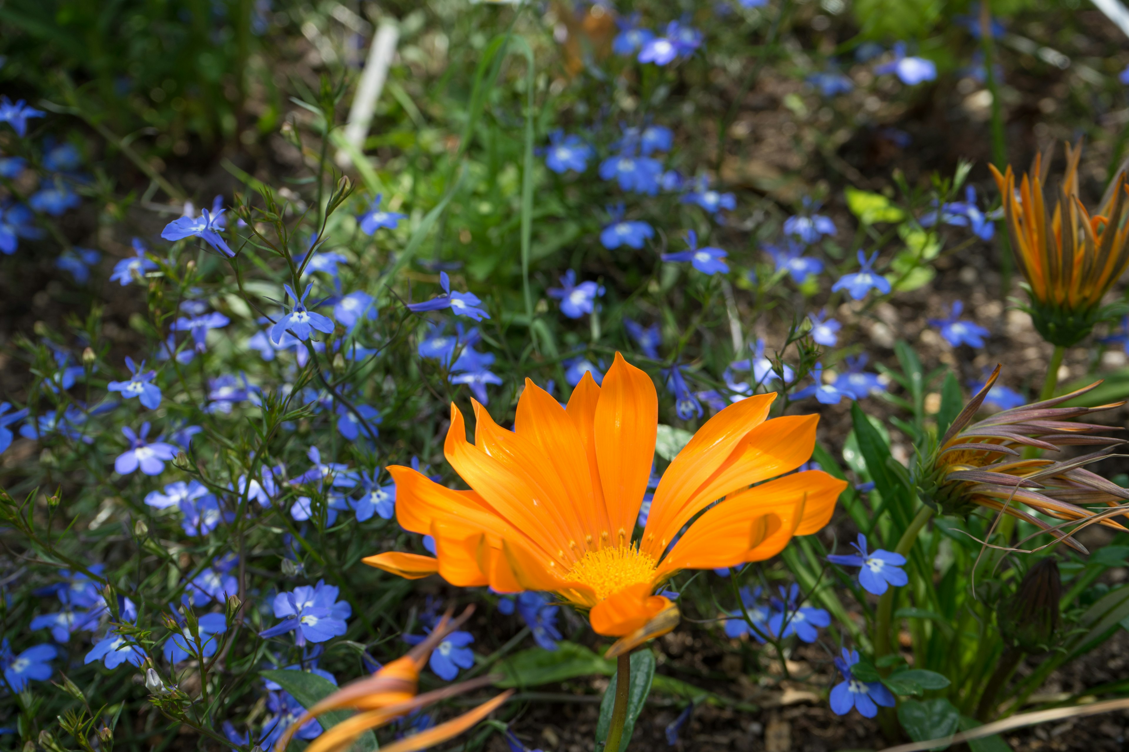 Flor naranja vibrante rodeada de pequeñas flores azules en un jardín