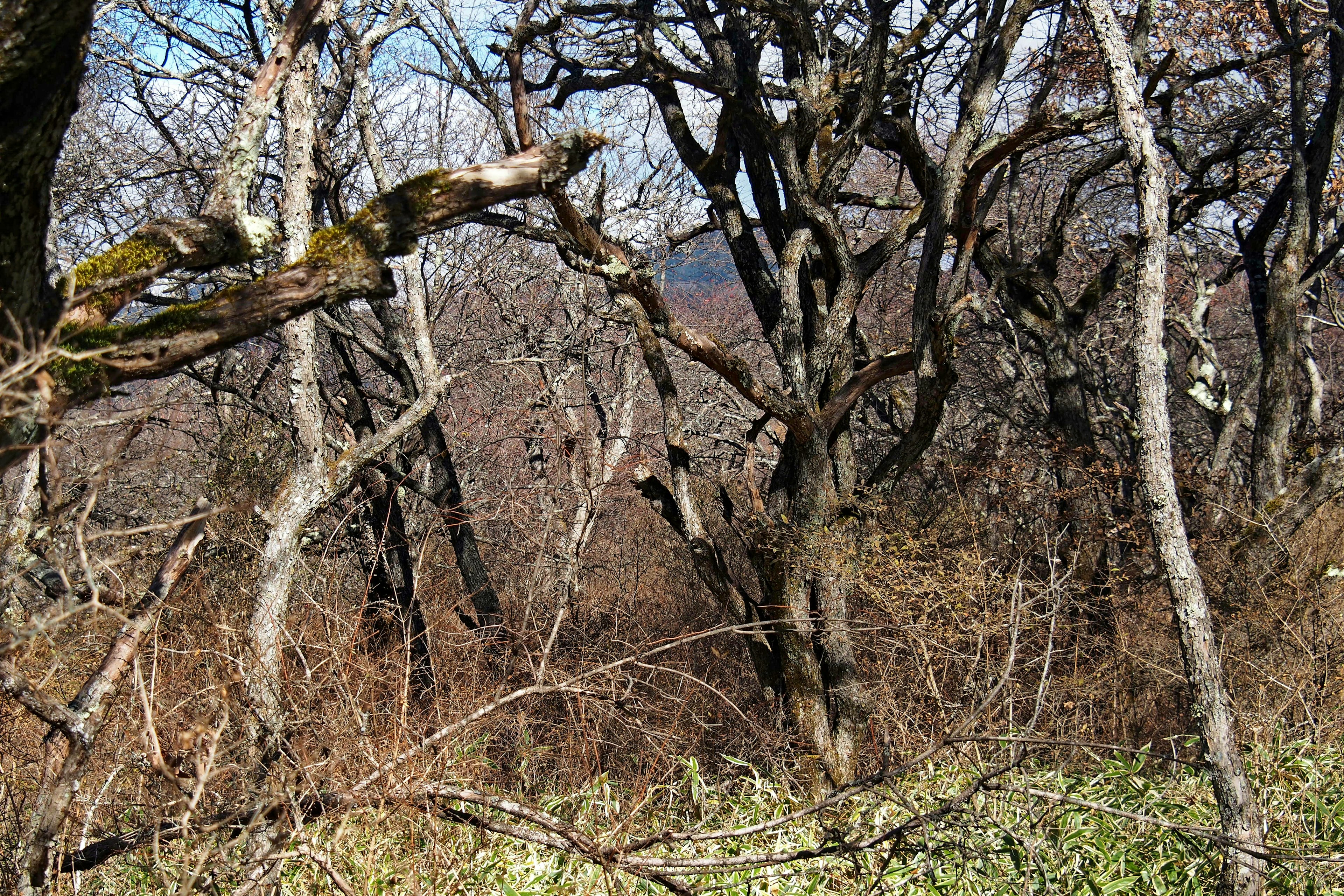 Un paisaje con árboles desnudos y hierba seca en invierno