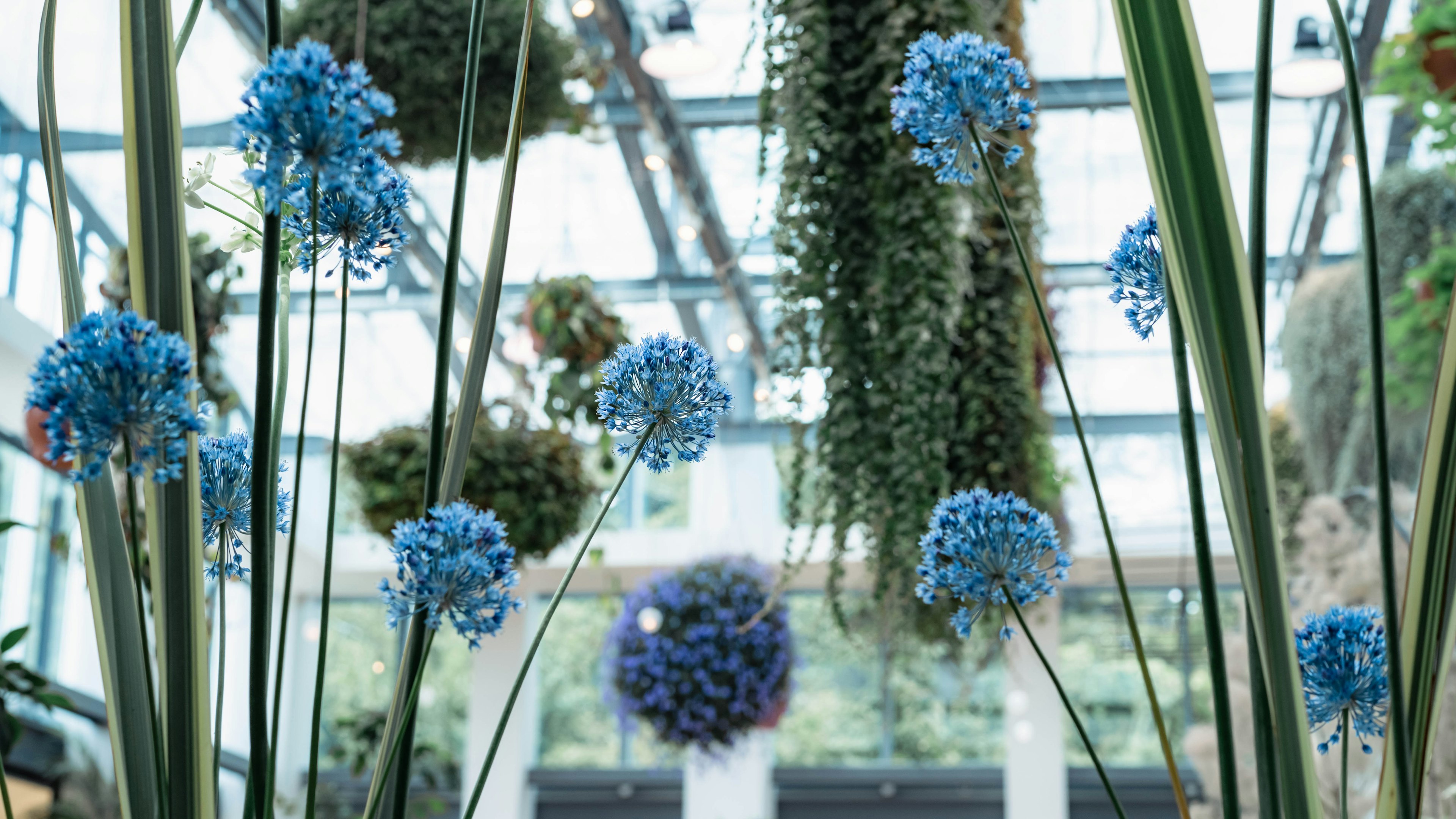 青い花が吊るされた温室の内部植物