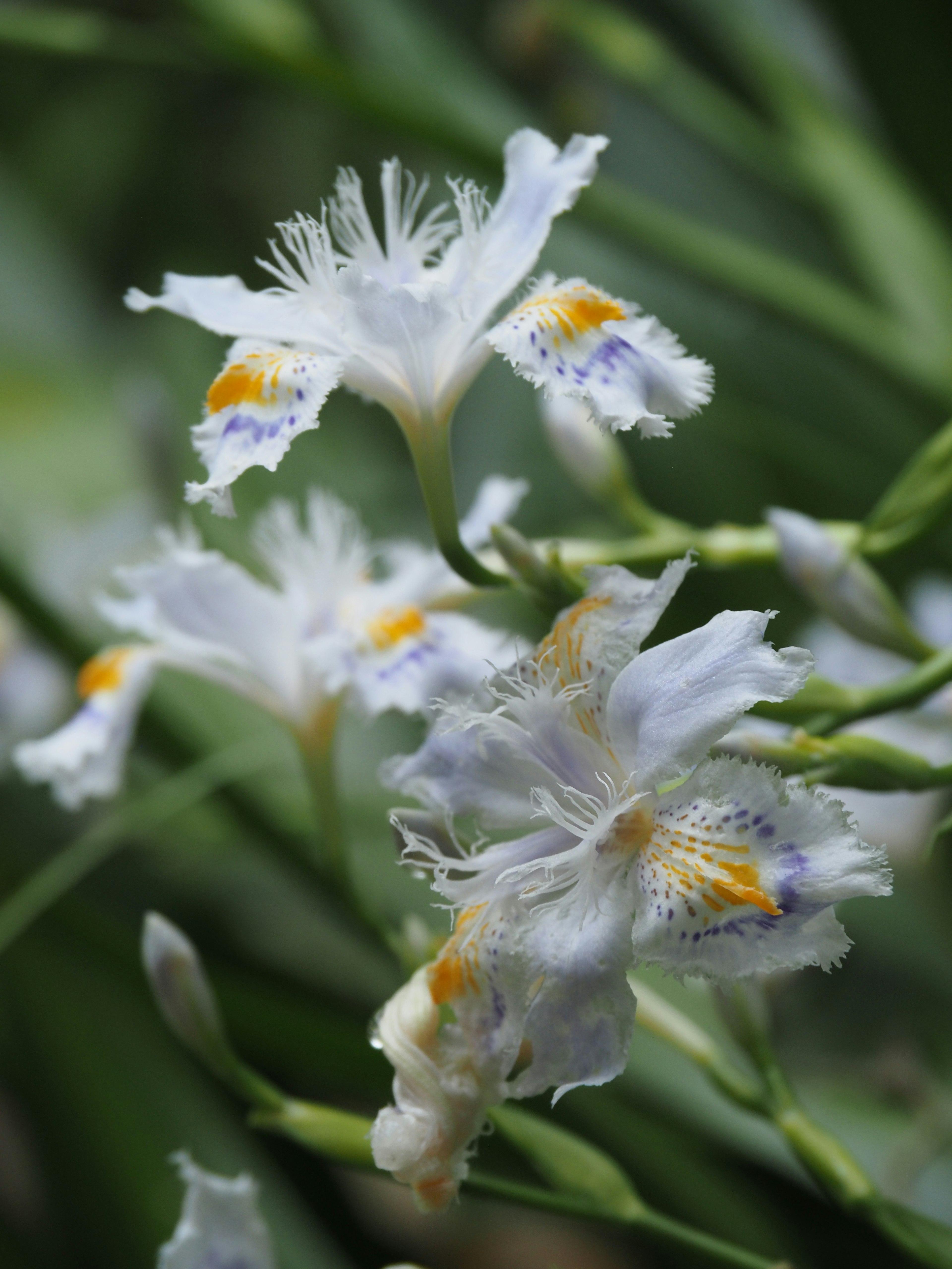 Acercamiento de flores blancas con marcas naranjas y moradas