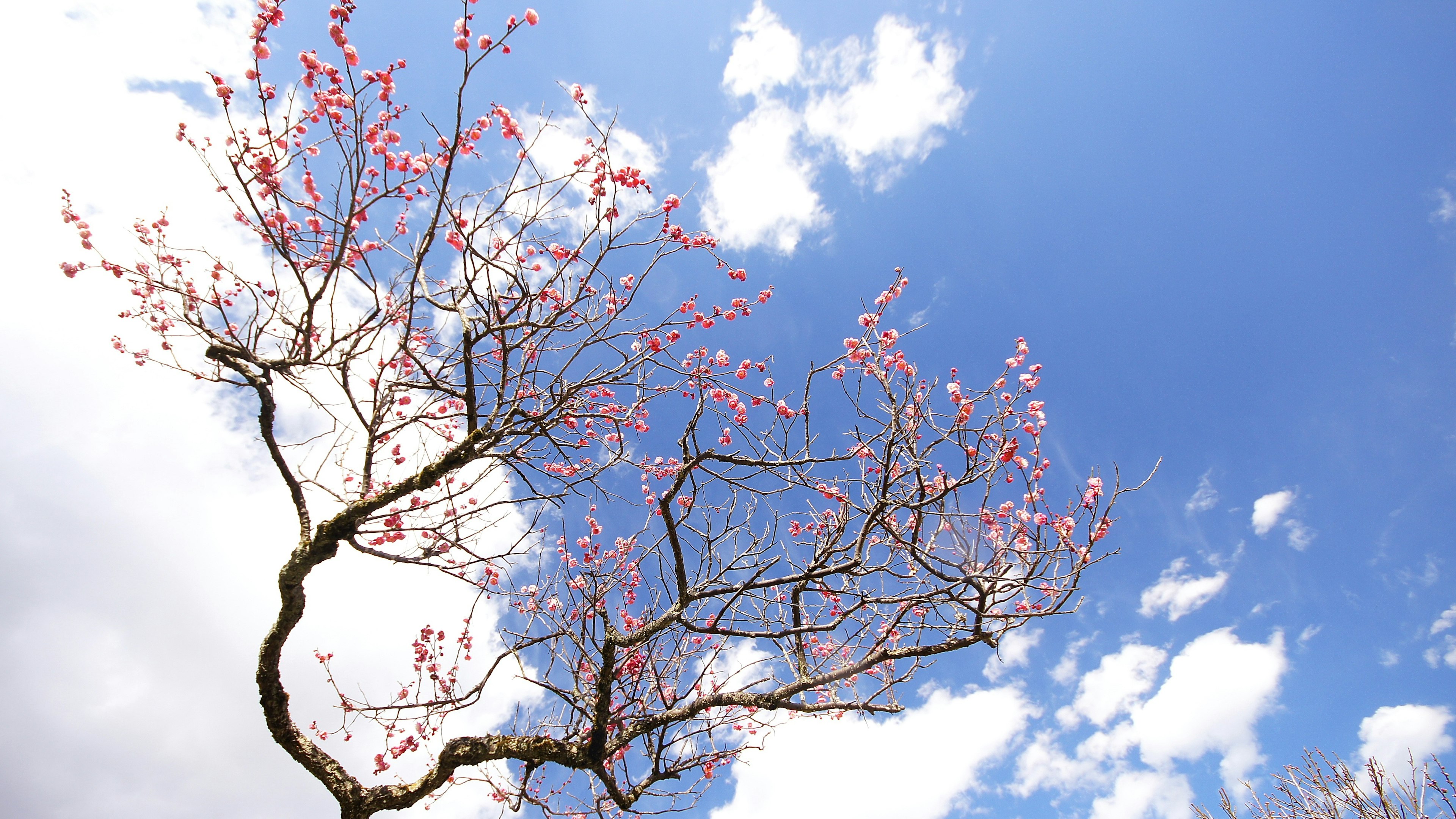 Cabang pohon sakura di bawah langit biru