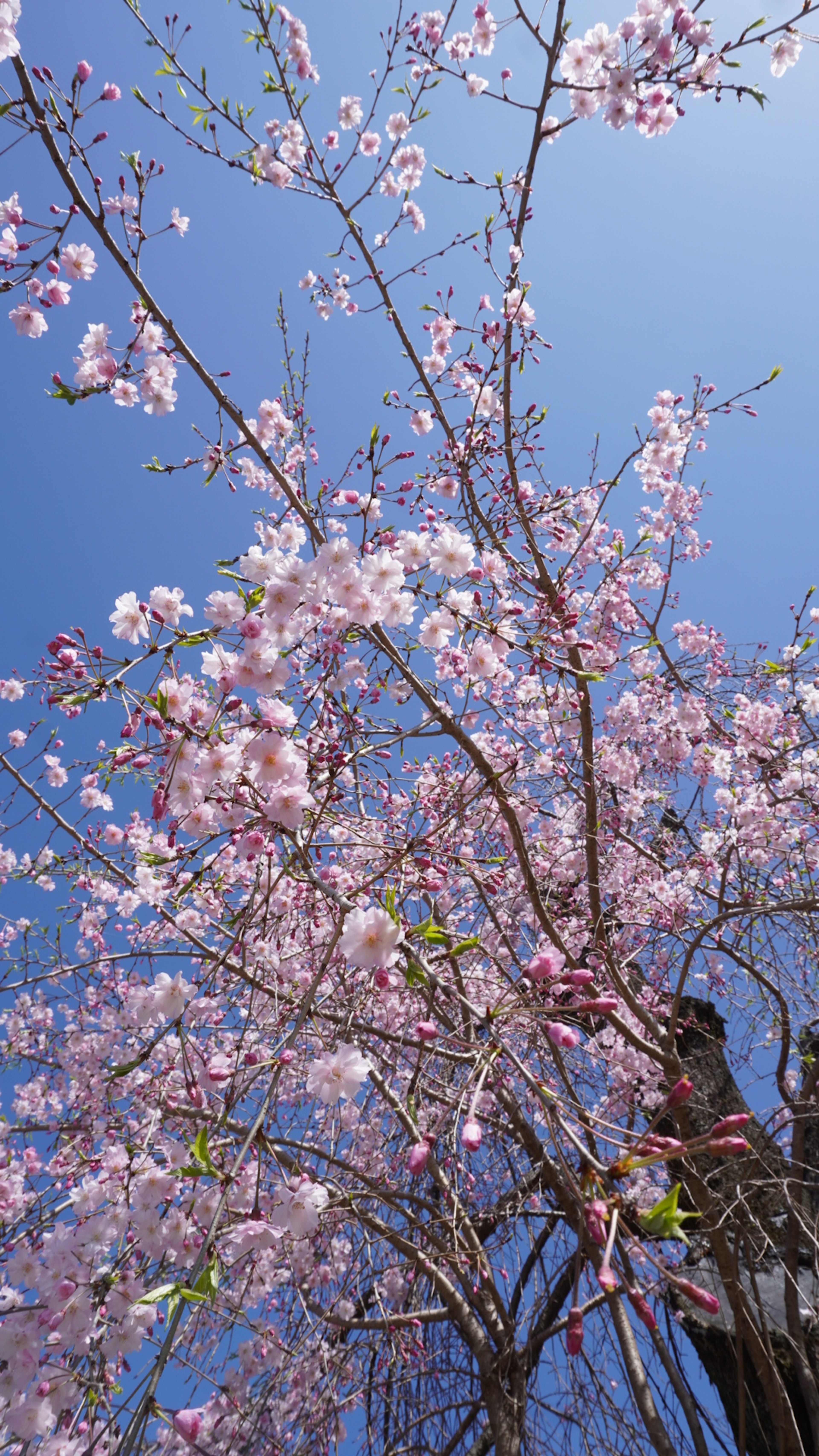 Bunga sakura dan cabang di bawah langit biru