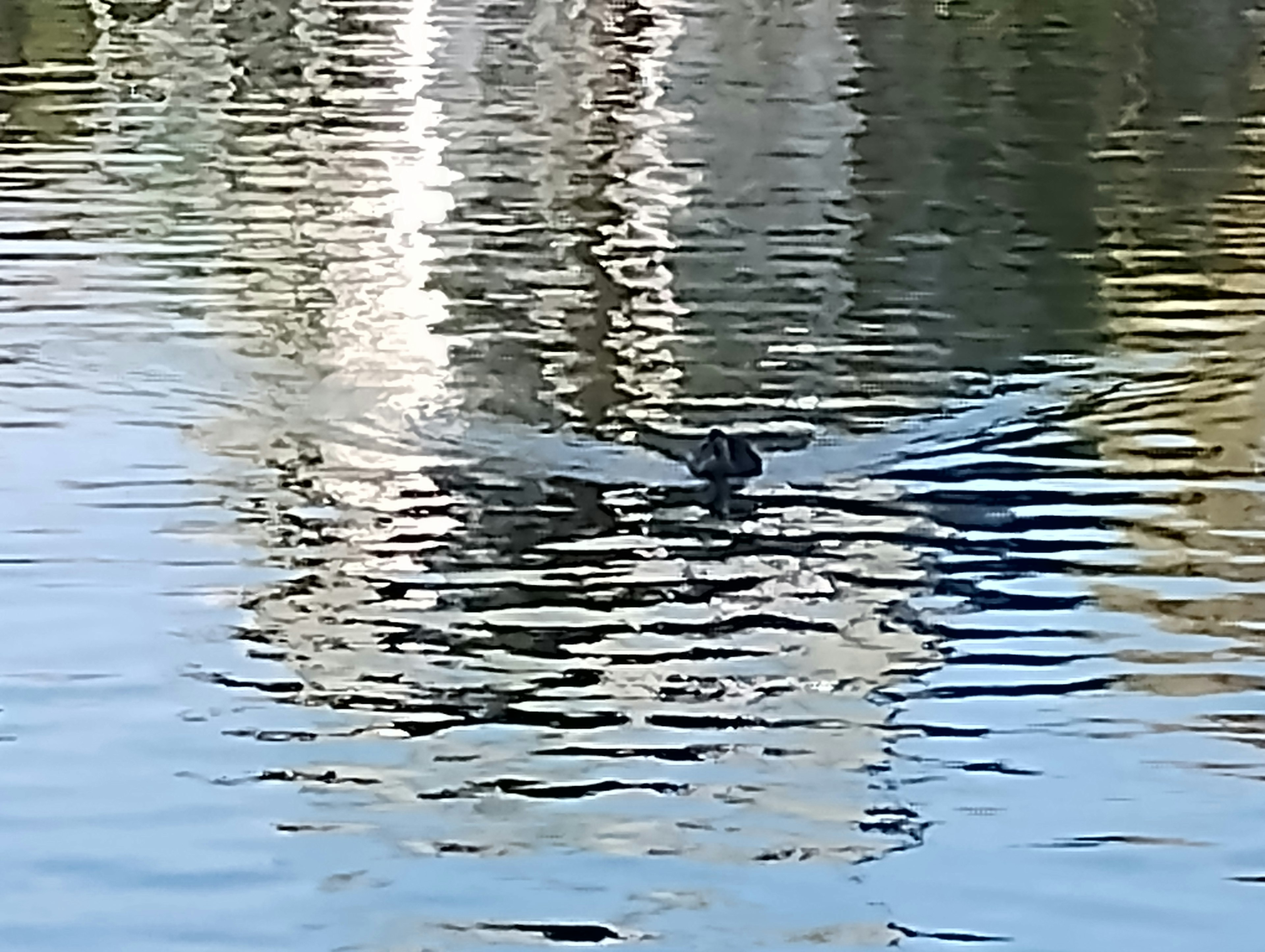 Pájaro despegando sobre una superficie de agua brillante