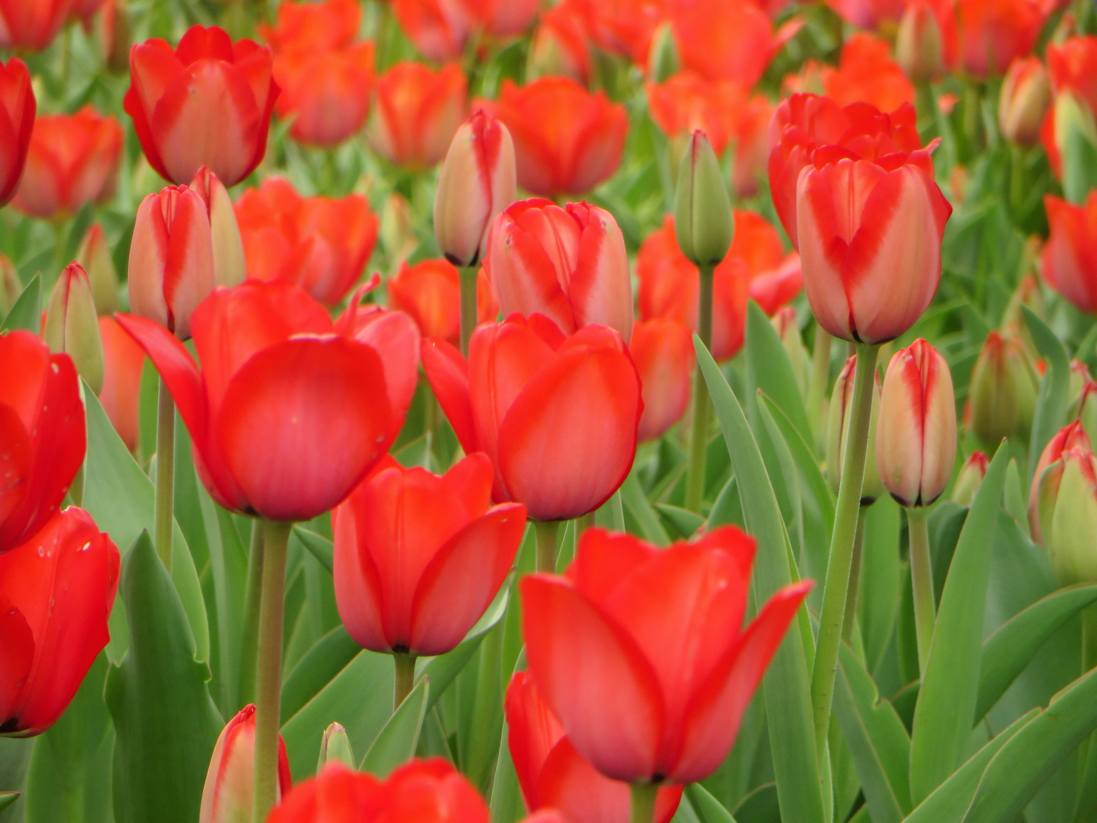 赤いチューリップの花々が咲き誇る風景