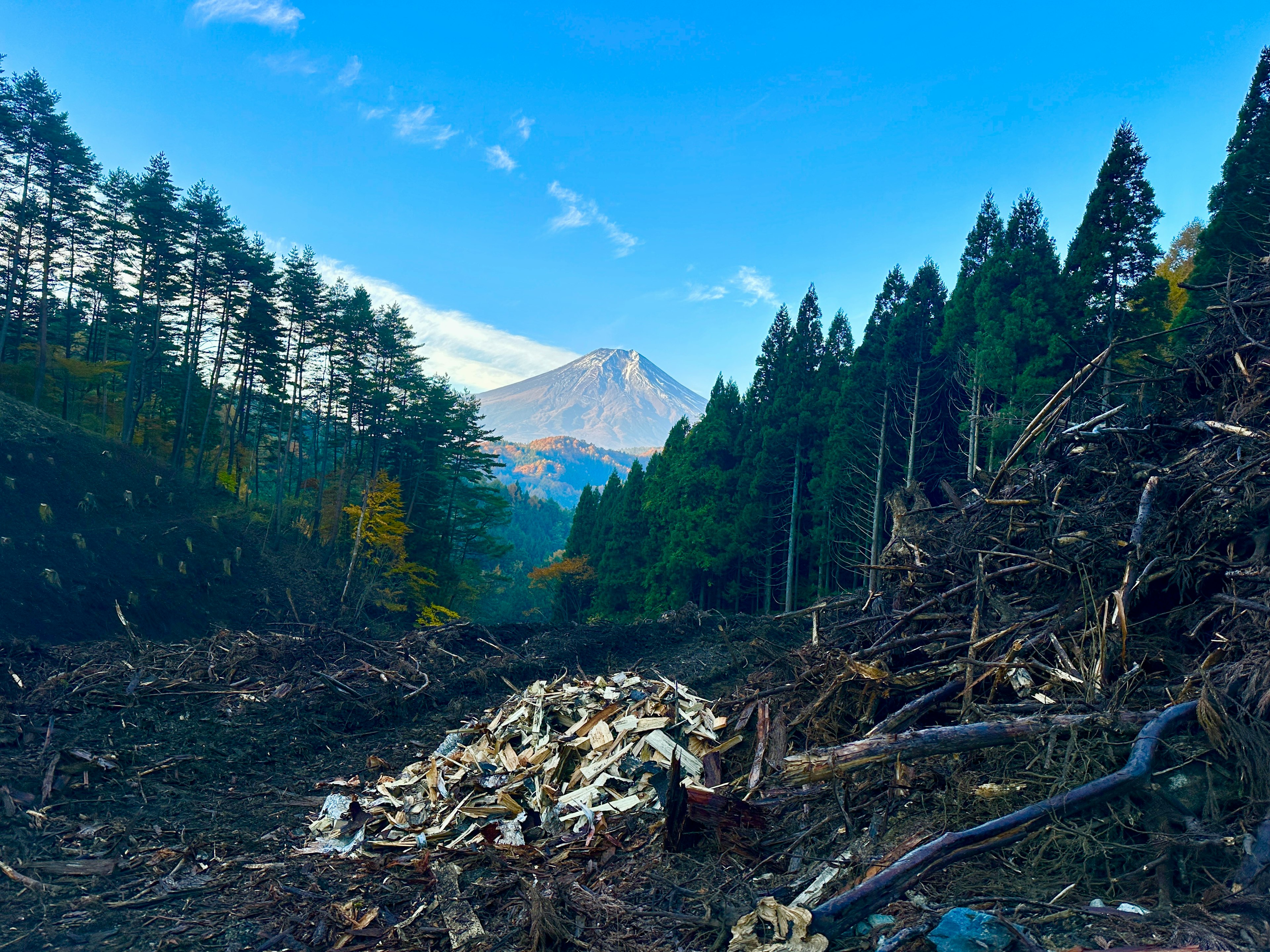 山の背景に倒木が散らばった森林の風景