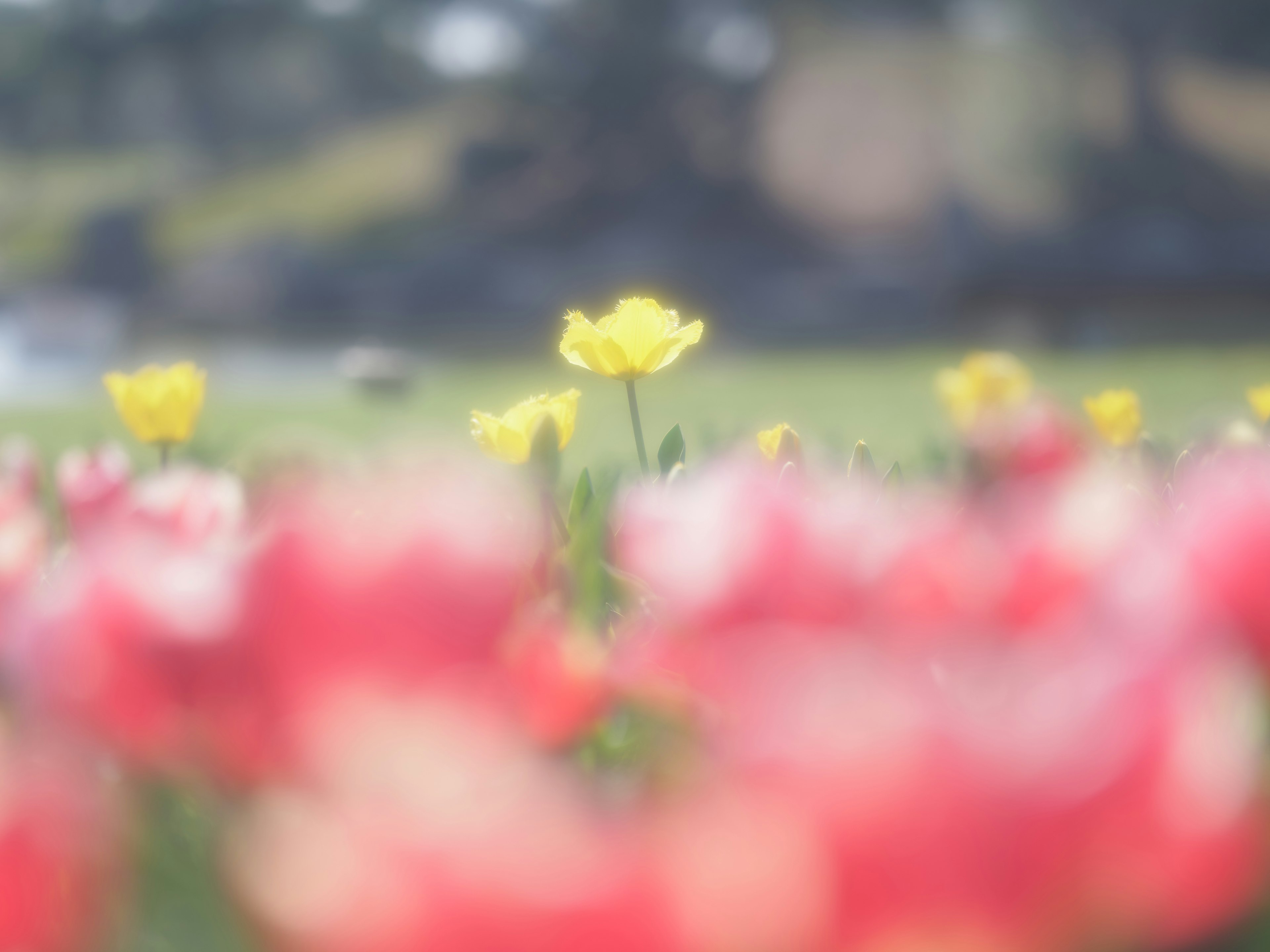 A single yellow flower stands out among red tulips in a spring landscape