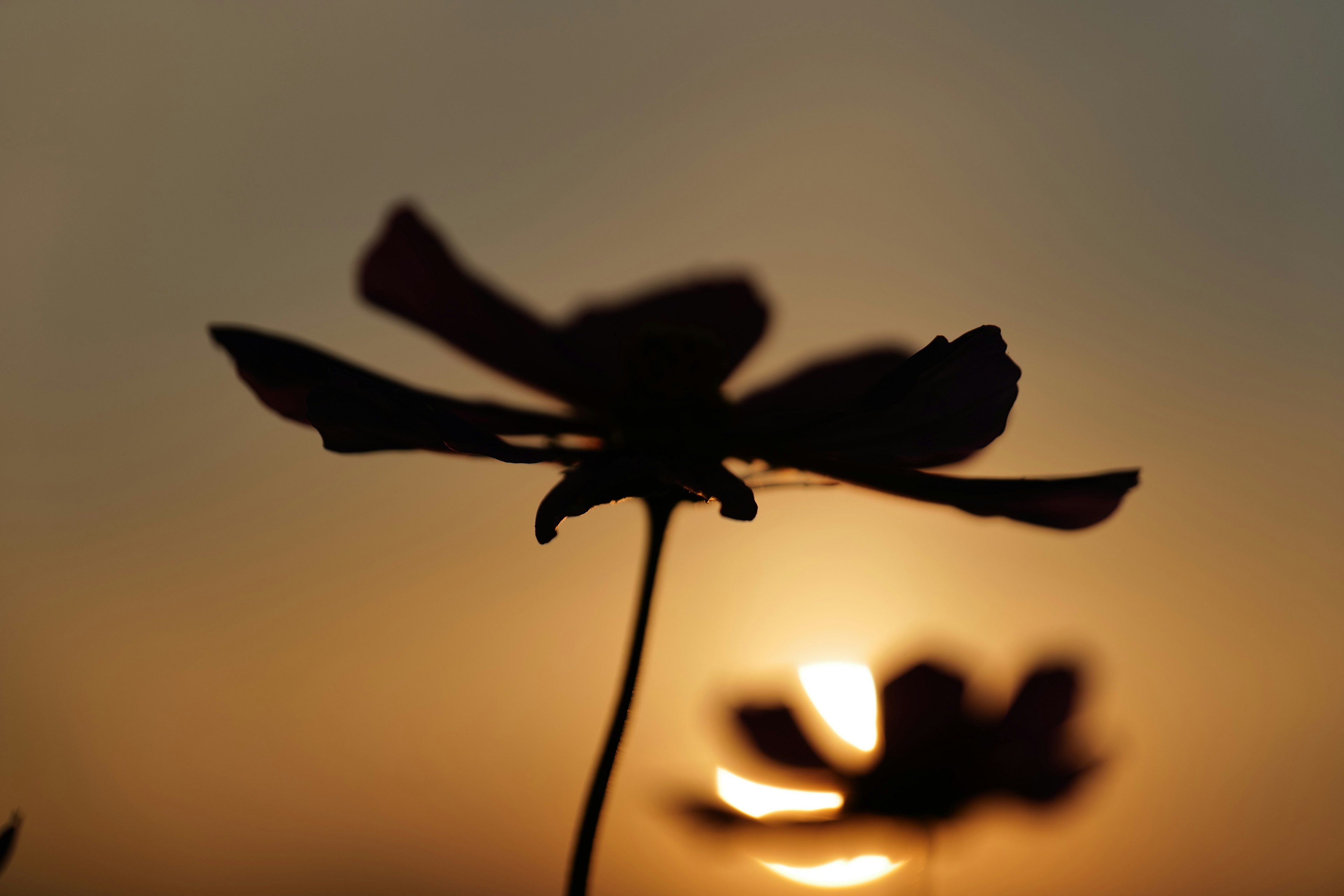 夕日を背景にした花のシルエット