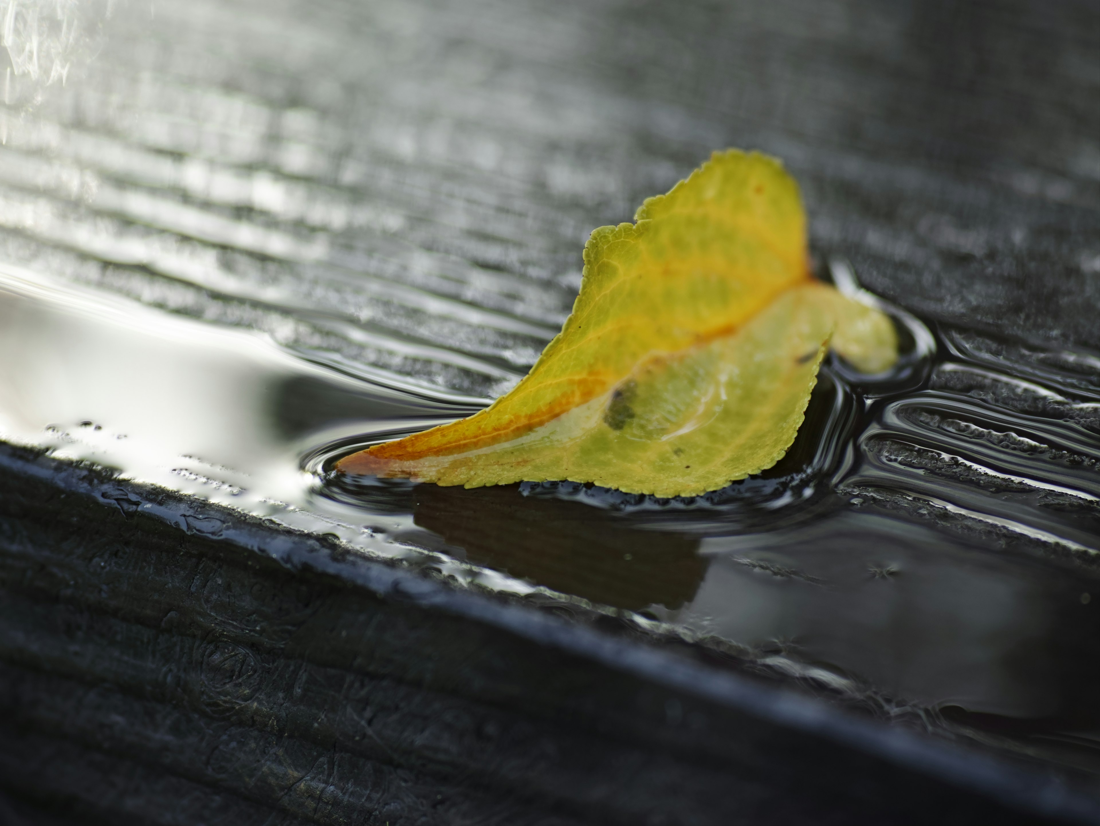 Yellow leaf floating on water with a black surface background