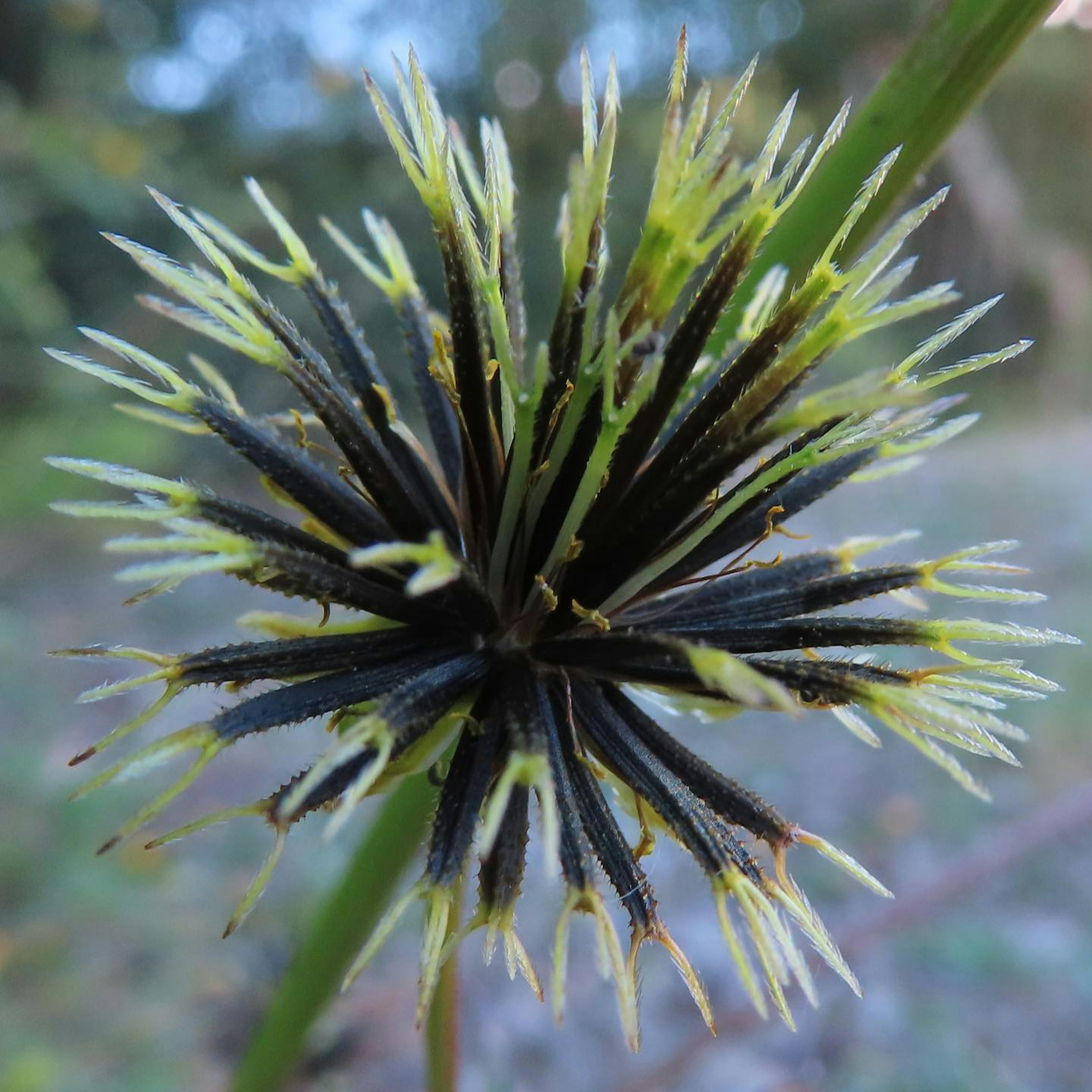 Primo piano di un fiore di pianta con spine nere e foglie verdi