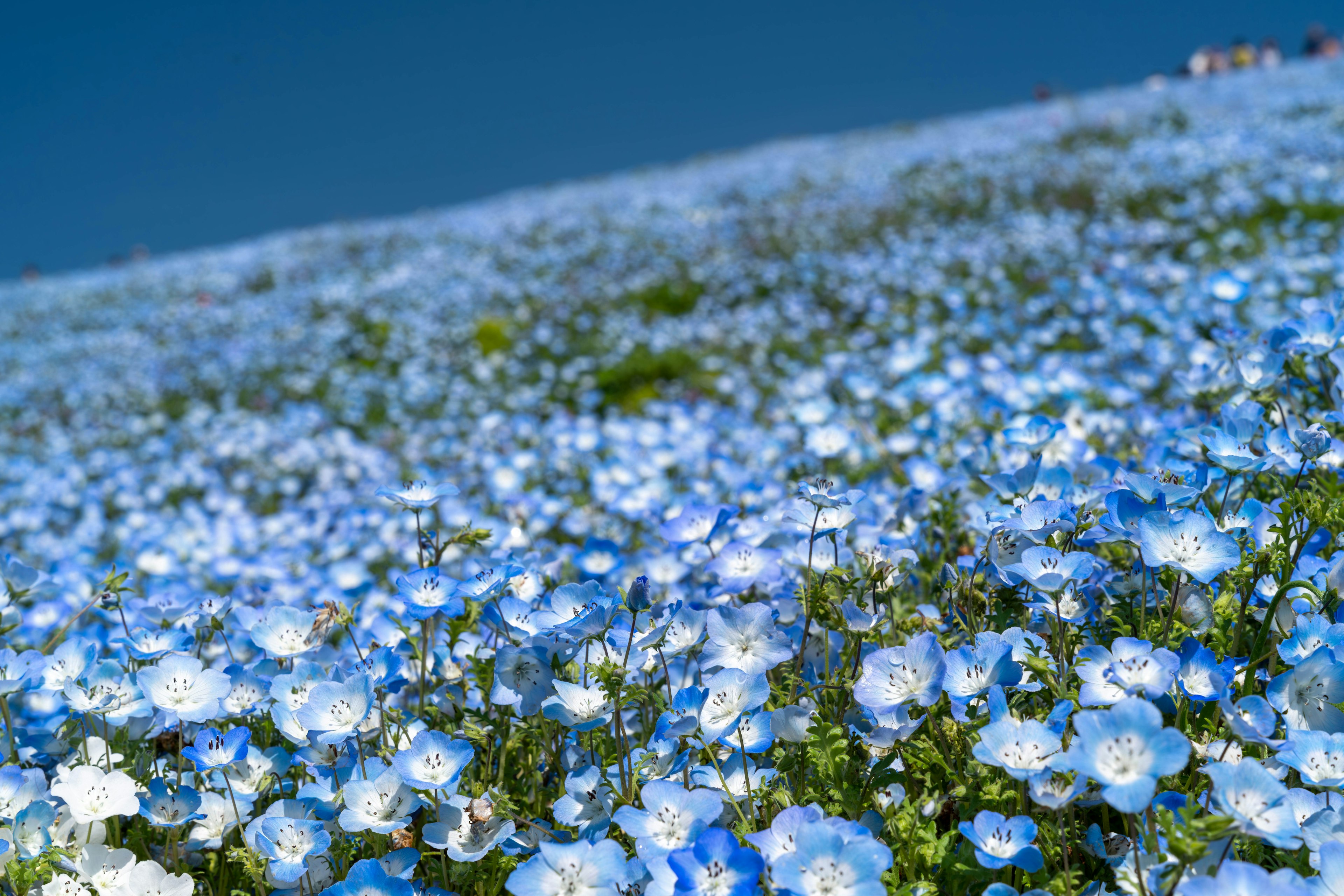 Un paesaggio pieno di fiori blu sotto un cielo blu chiaro