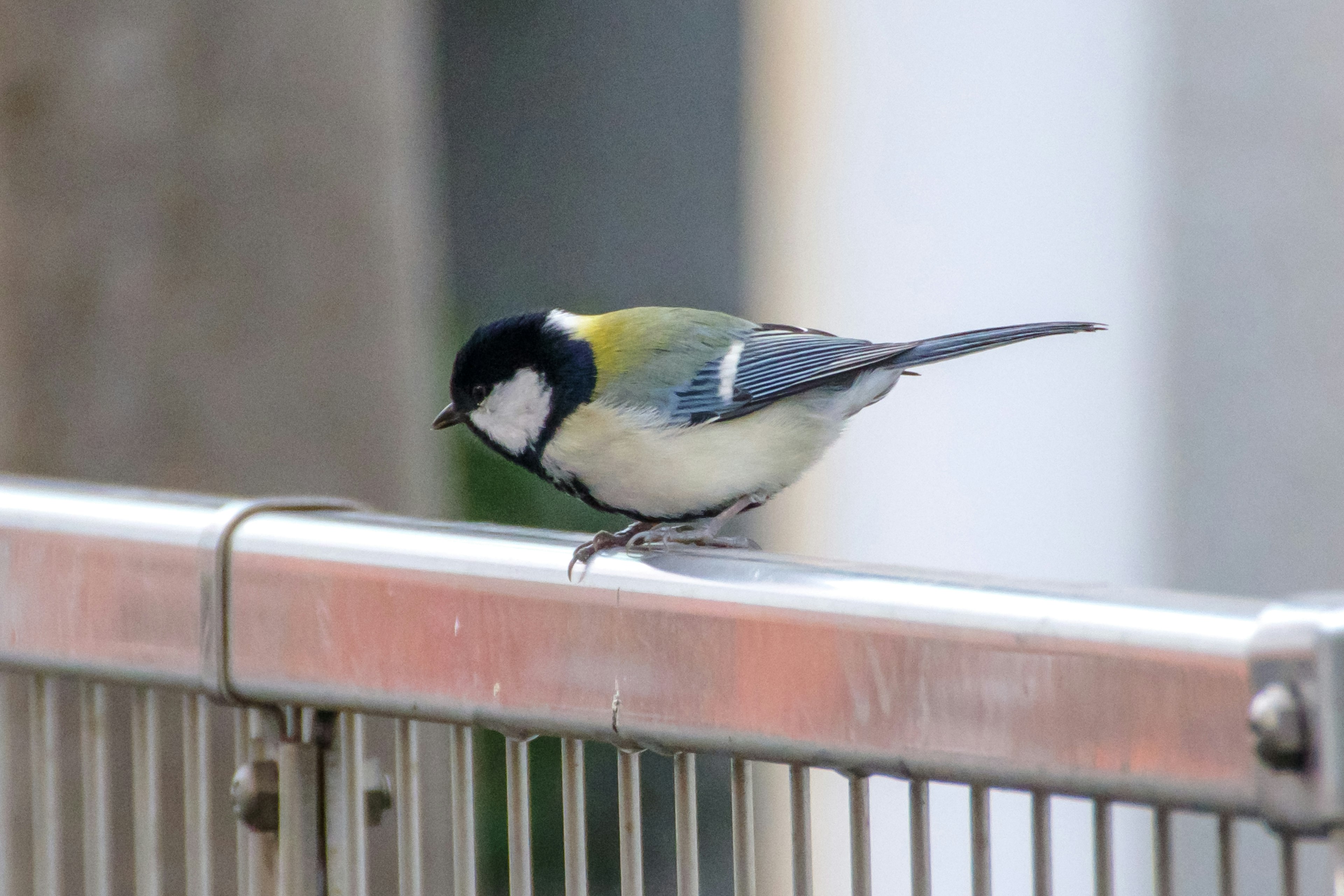 Un piccolo uccello con piume blu e una pancia gialla appollaiato su un corrimano di metallo