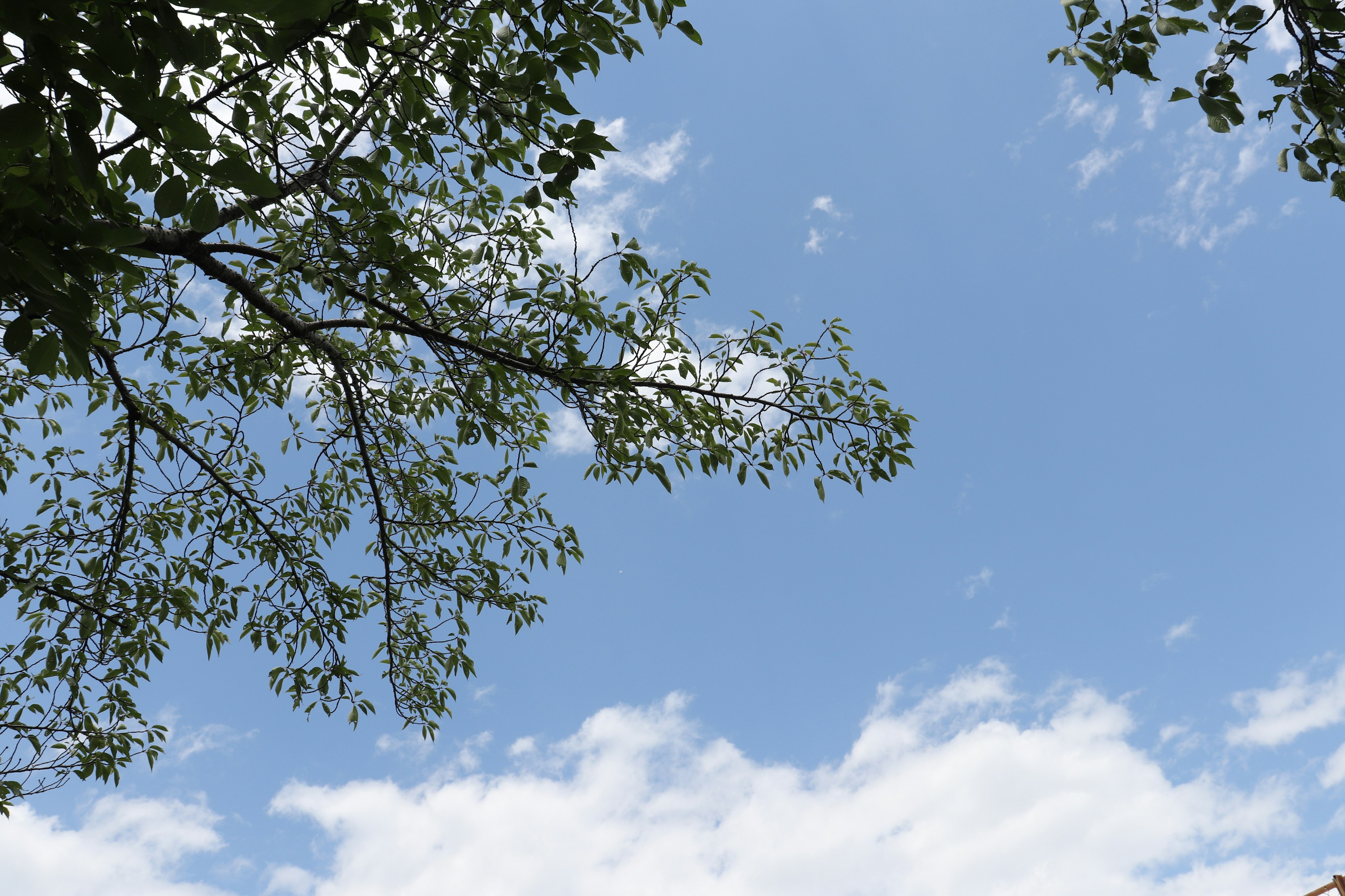 青空と雲を背景にした木の枝